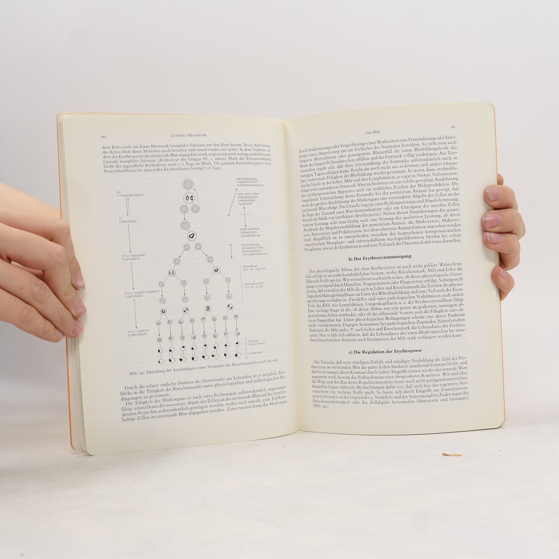 Ludwig Heilmeyer Grundriß der Pathophysiologie des Blutes