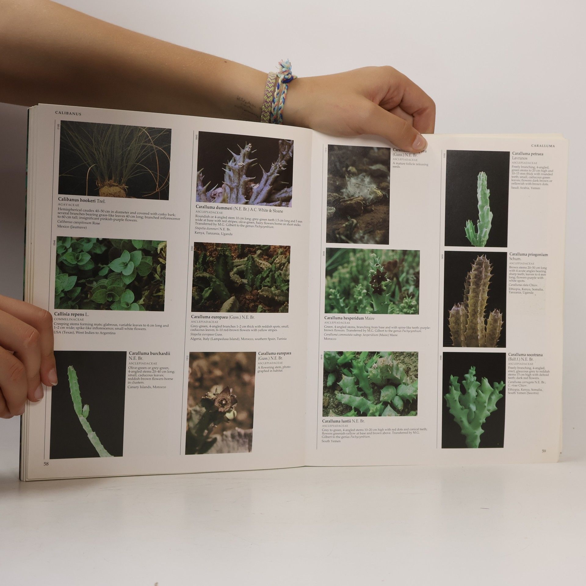 Mariangela Constanzo Succulents