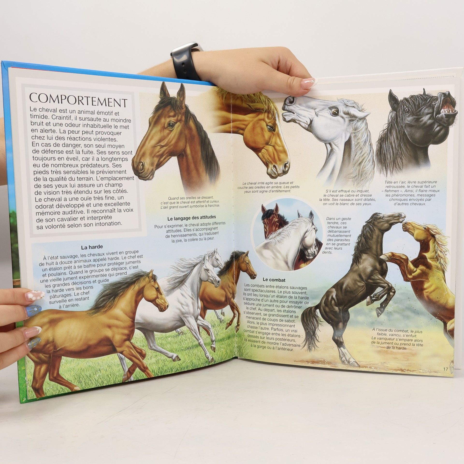 MarieChristine Lemayeur Les chevaux