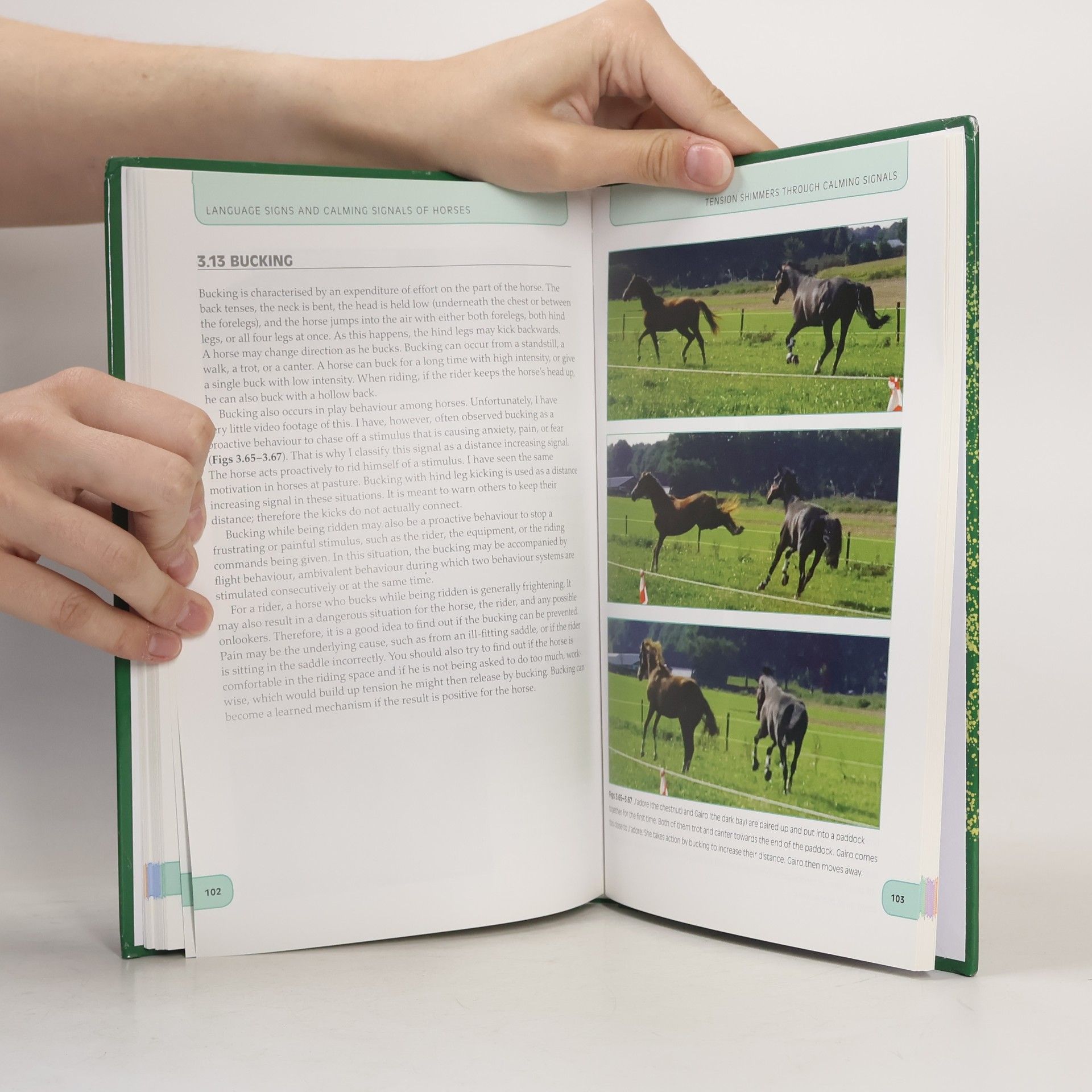 Rachaël Draaisma Language Signs and Calming Signals of Horses