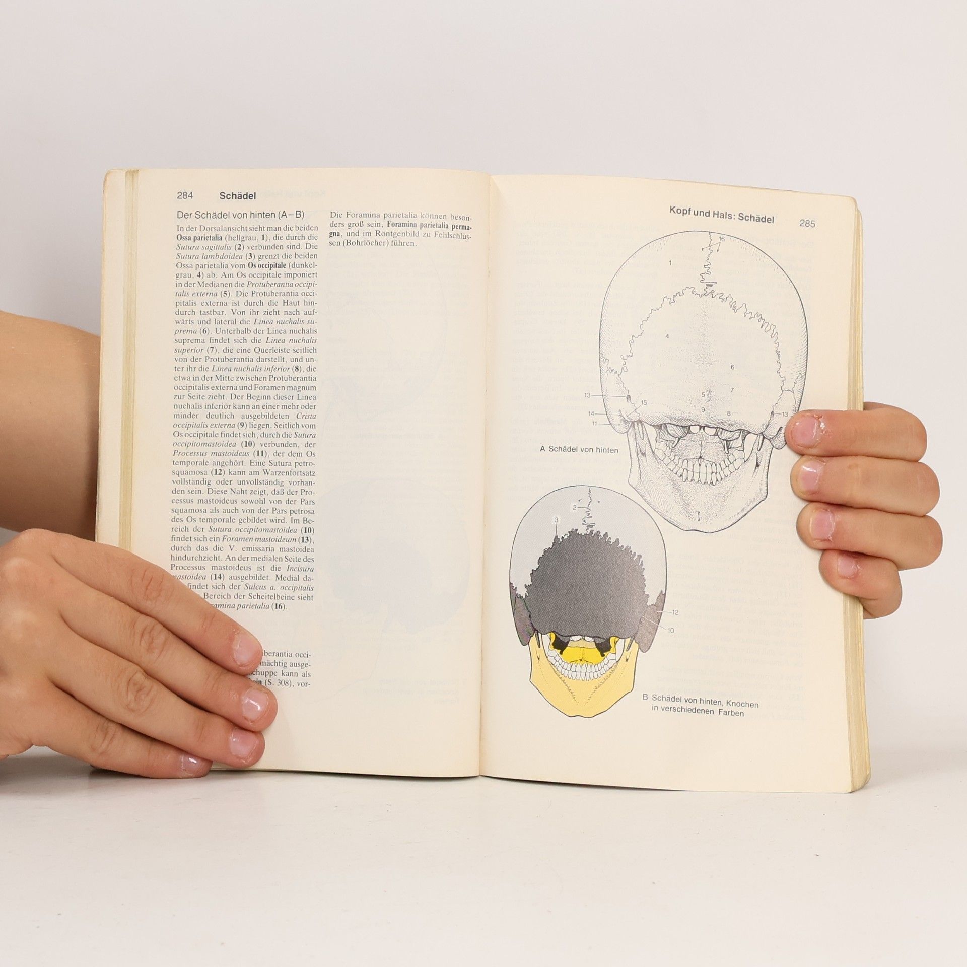Werner Platzer Platzer Taschenatlas der Anatomie 1. Bewegungsapparat