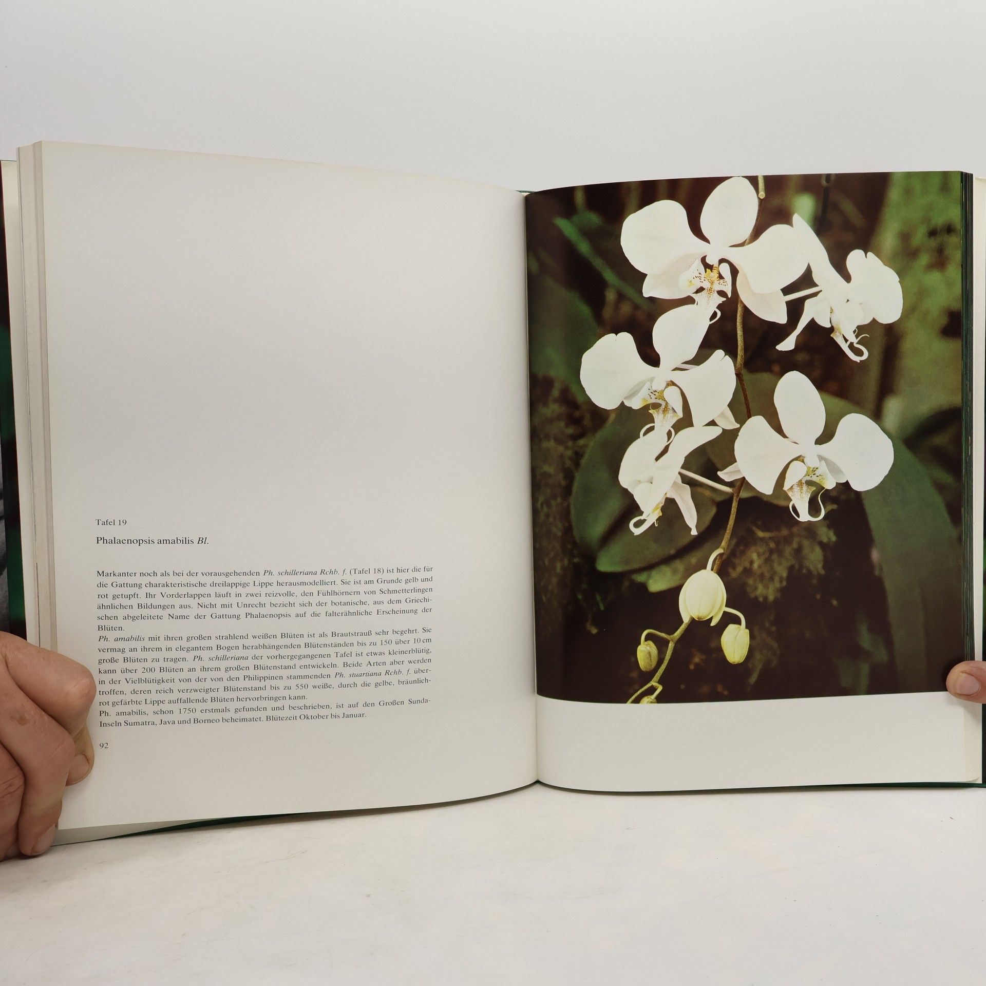 Max Hirmer Wunderwelt der Orchideen