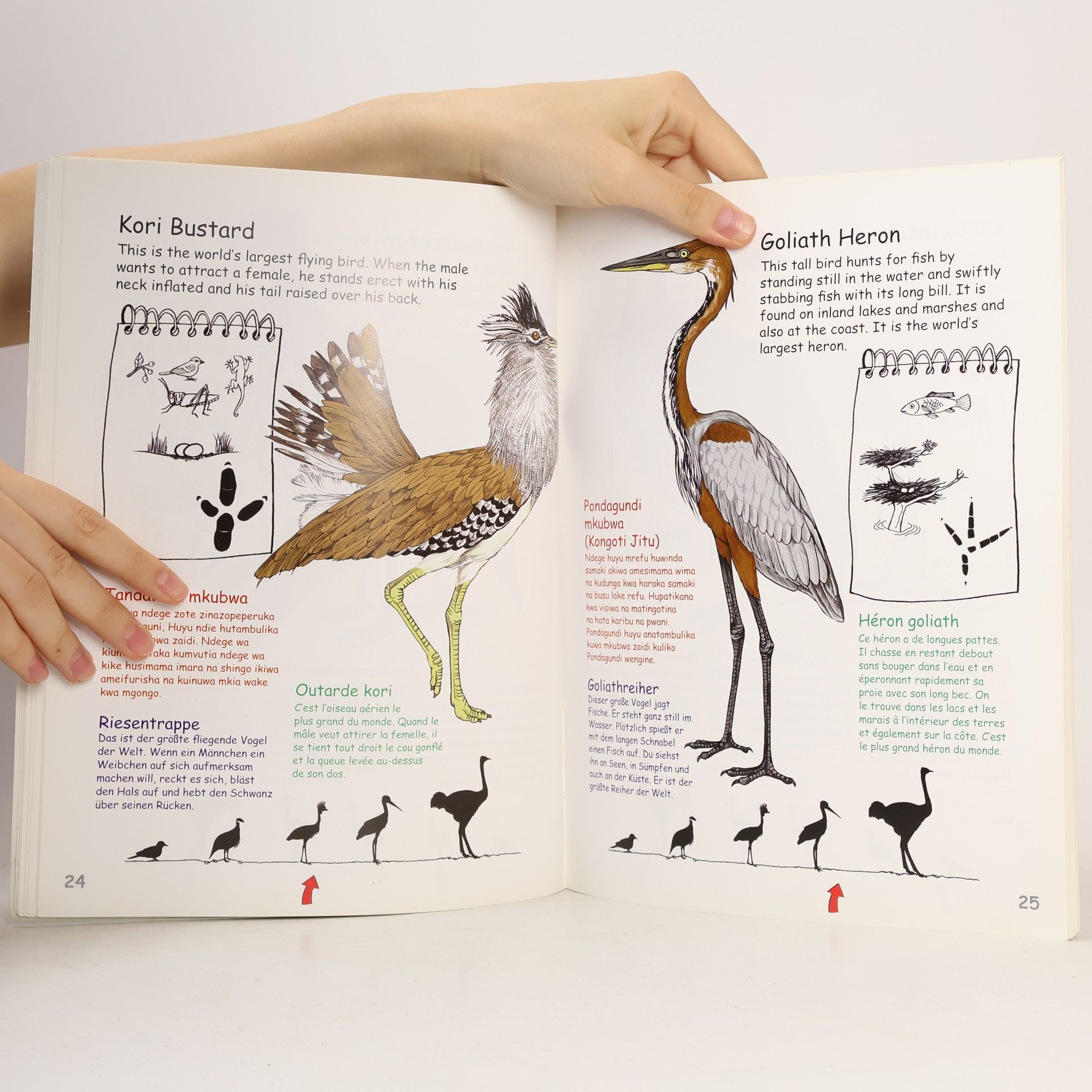 Dave Richards My First Book of East African Birds
