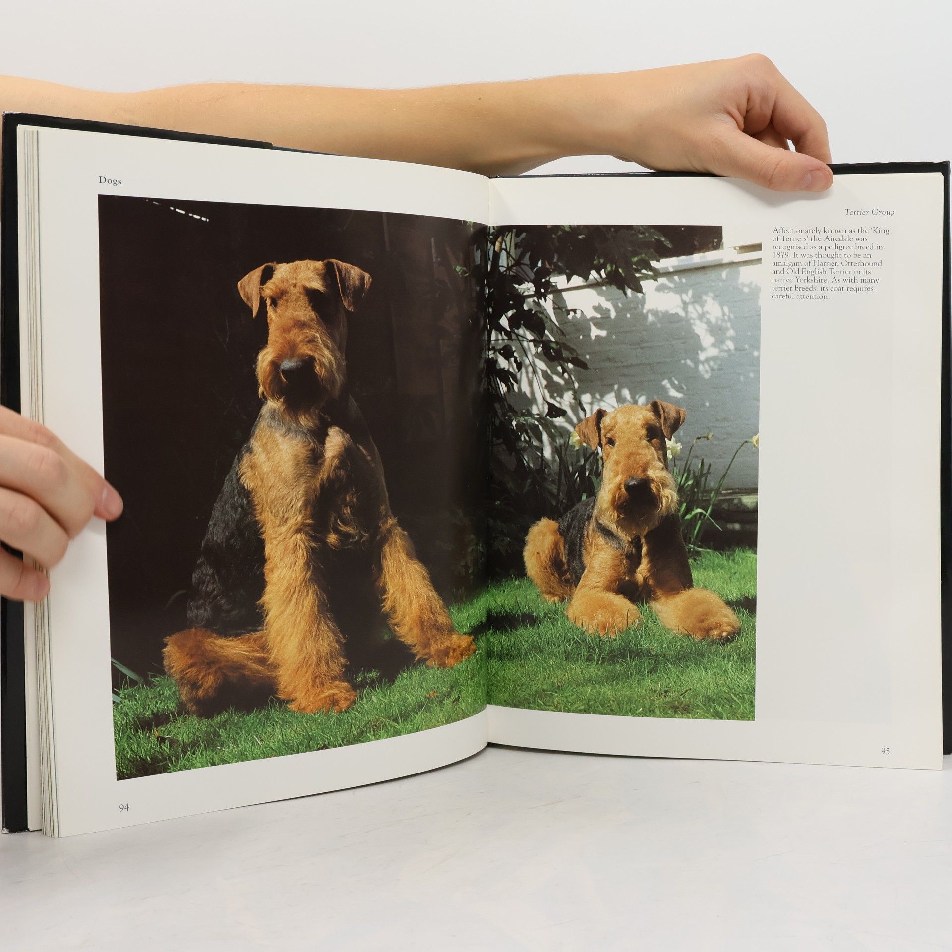 Paddy Cutts Dogs