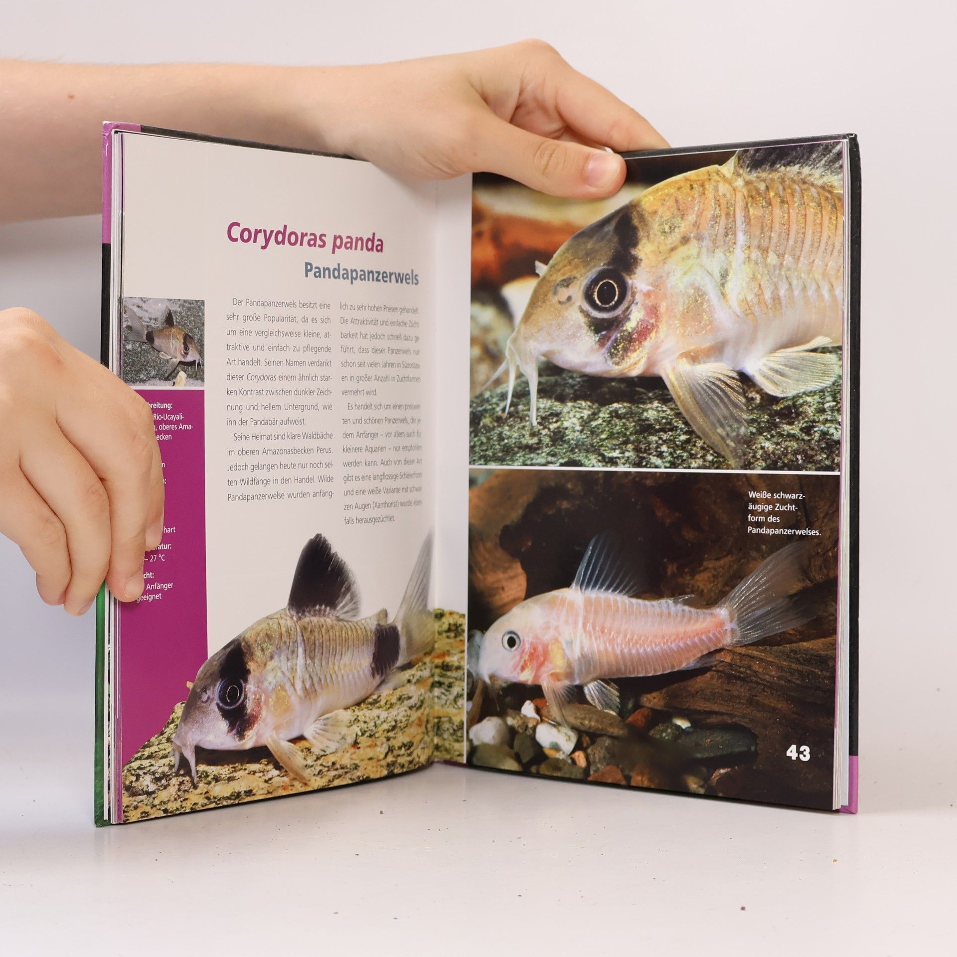 Ingo Seidel Corydoras-Fibel