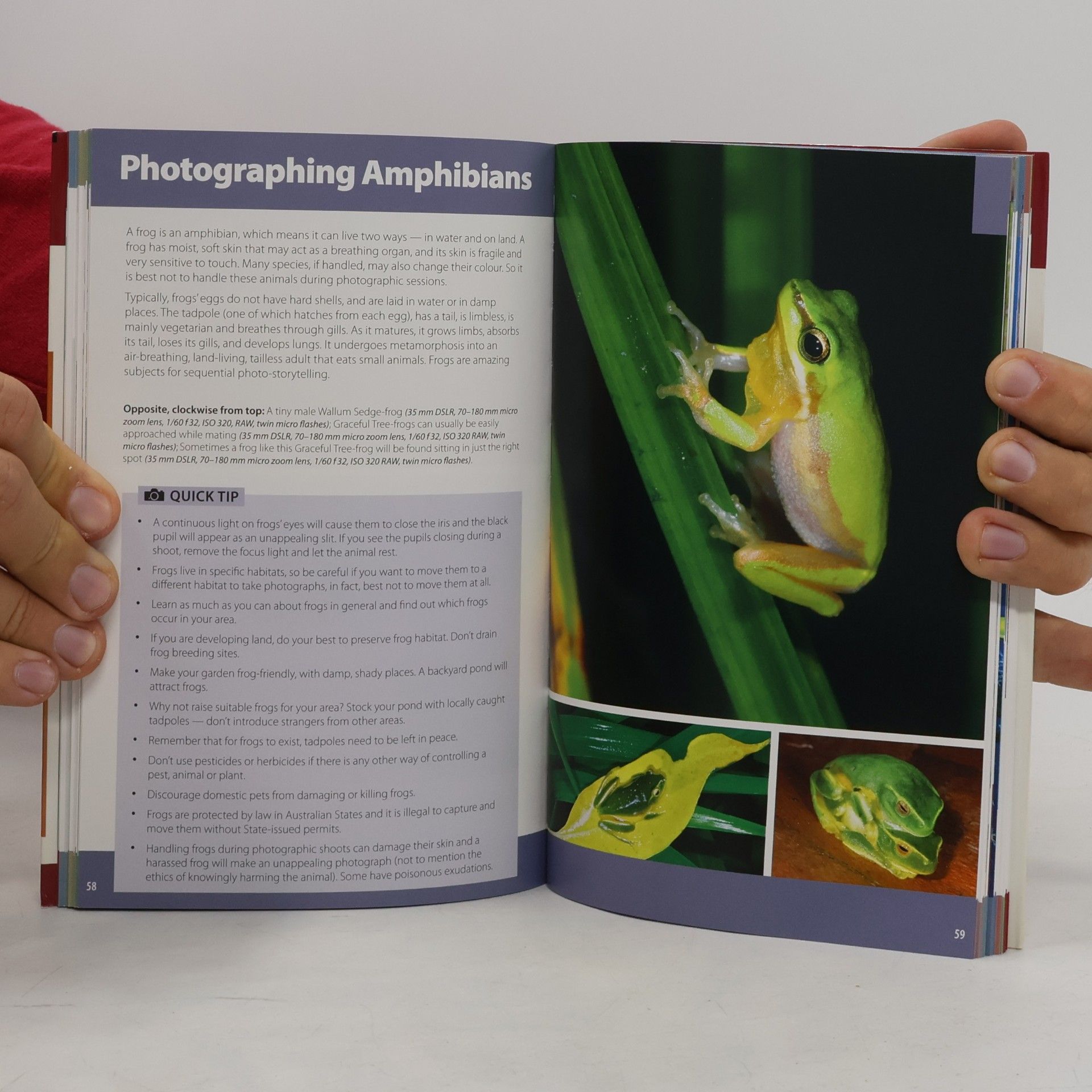 Steve Parish Wild Australia Guide: Wildlife Photography