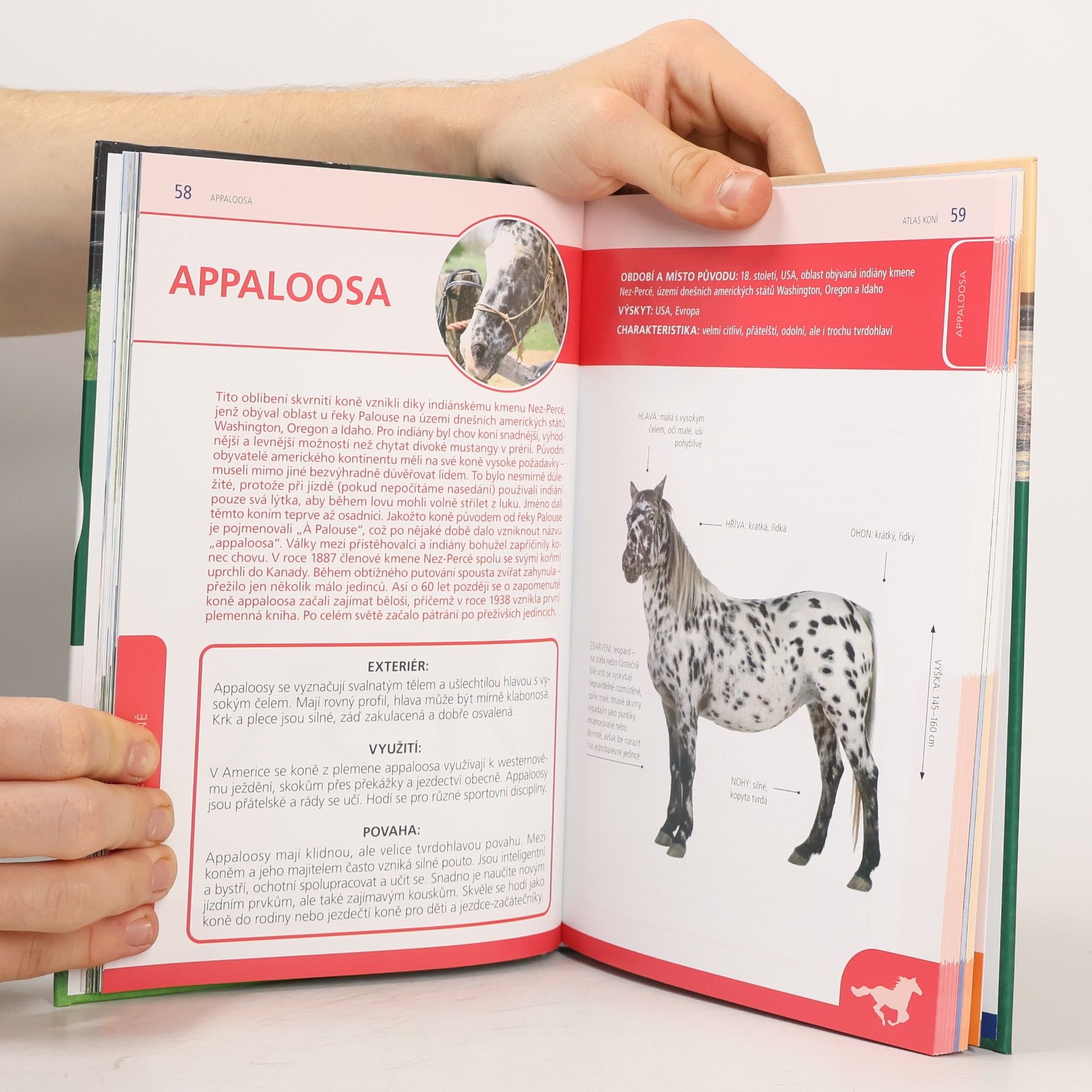 Felgenau Justyna Atlas koní
