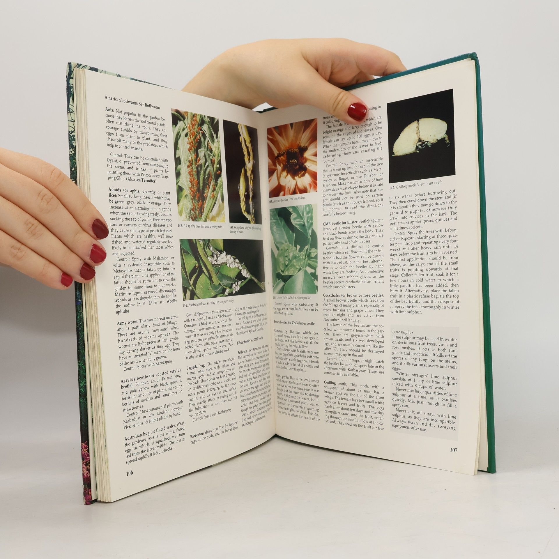 Zoë Gilbert The South African Garden Month By Month