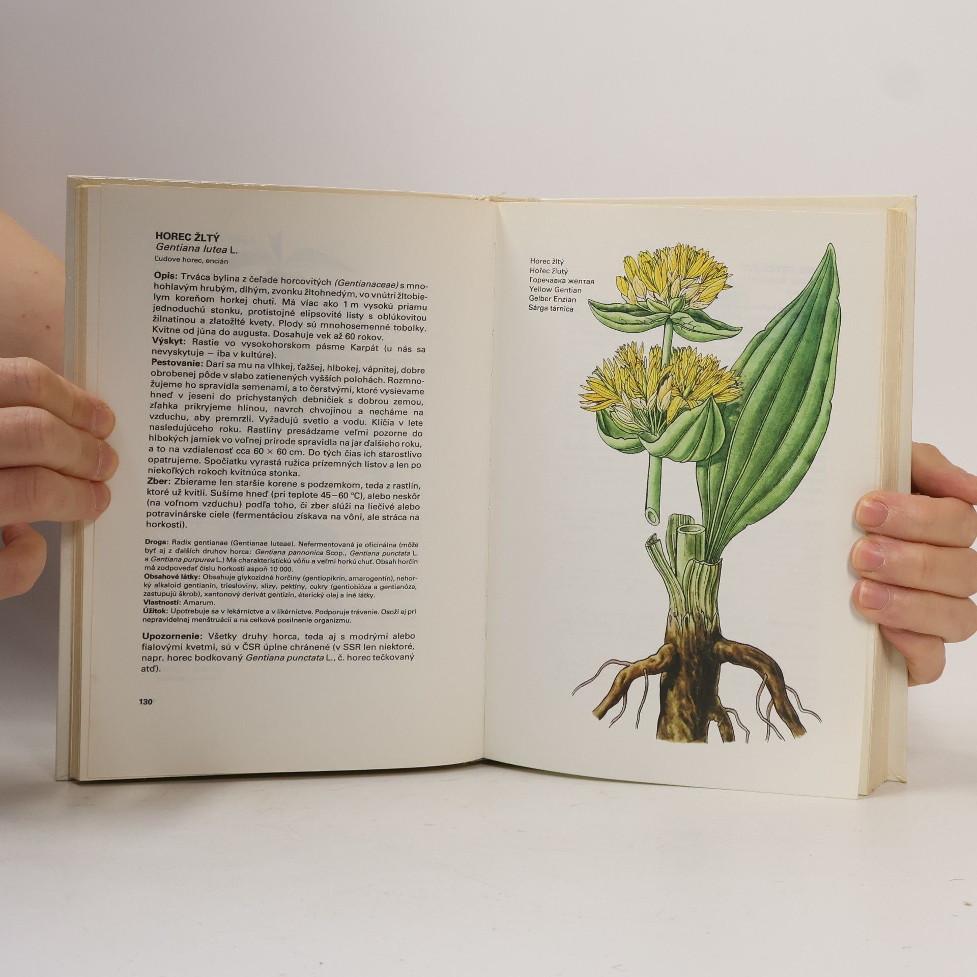 Ludmila Thurzová Malý atlas liečivých rastlín
