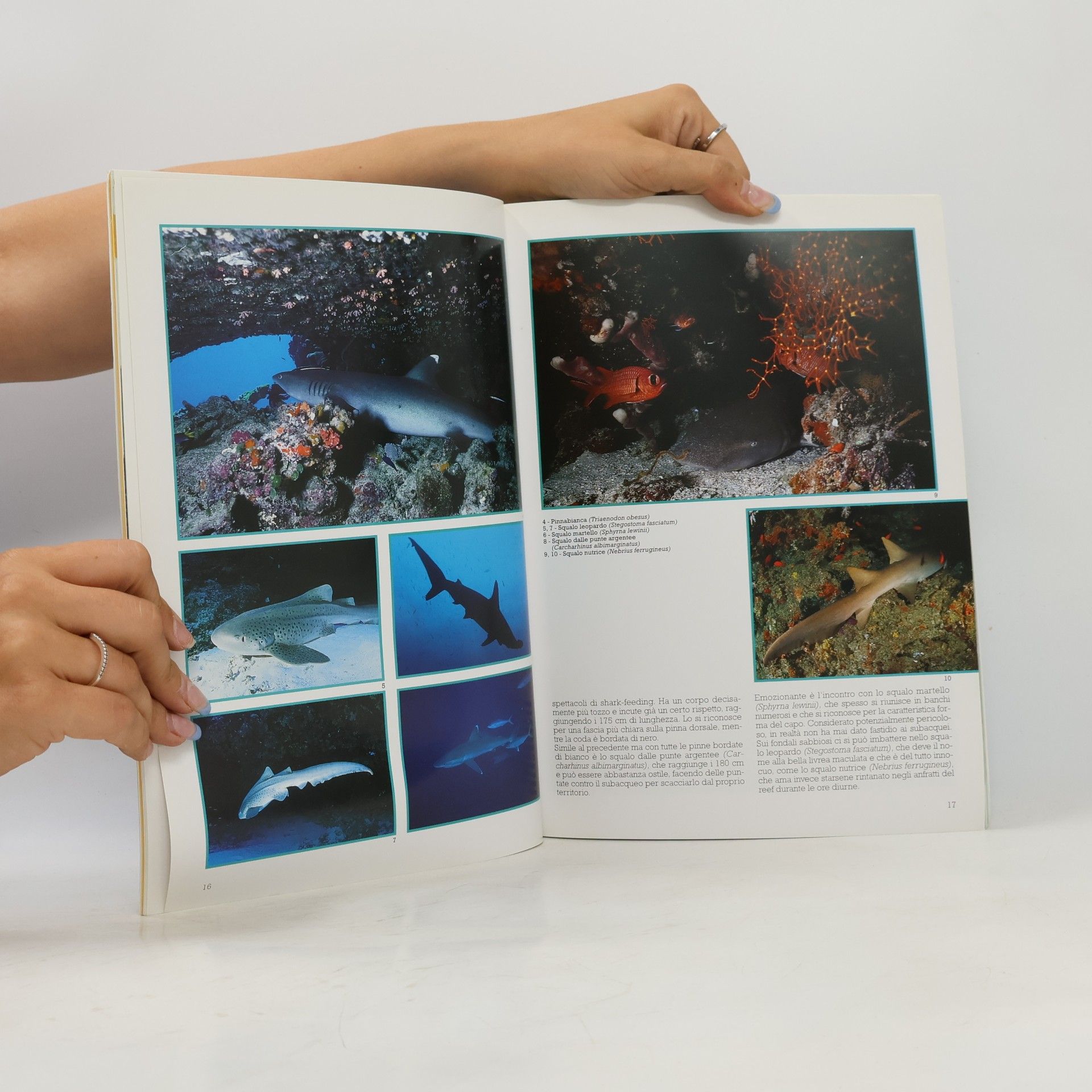 Andrea Ghisotti Pesci delle Maldive - Edizione Italiana