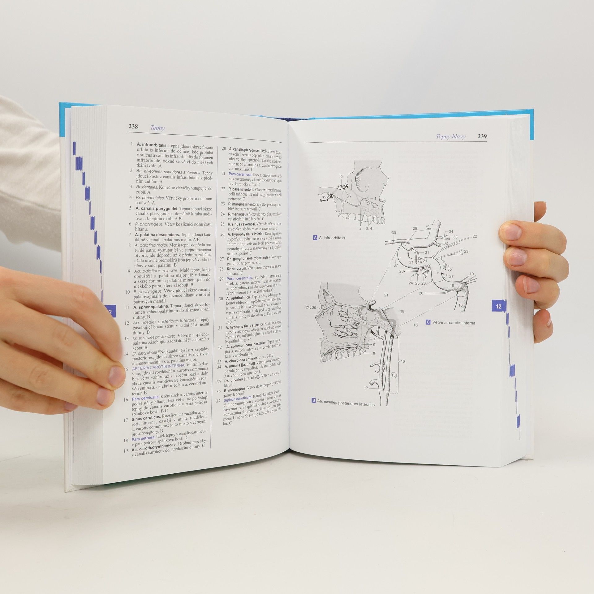 Wolfgang Dauber Feneisův obrazový slovník anatomie