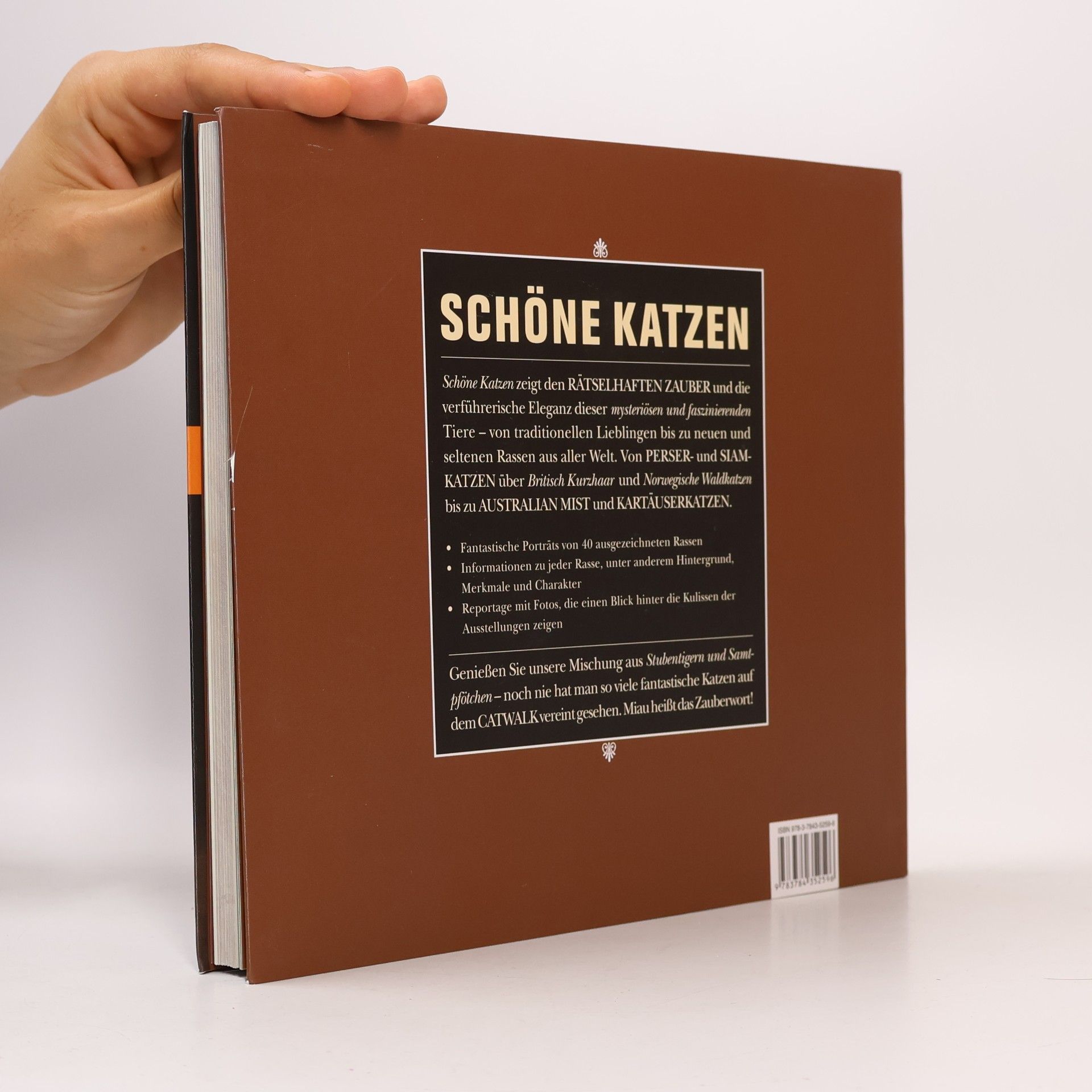 Darlene Arden Schöne Katzen