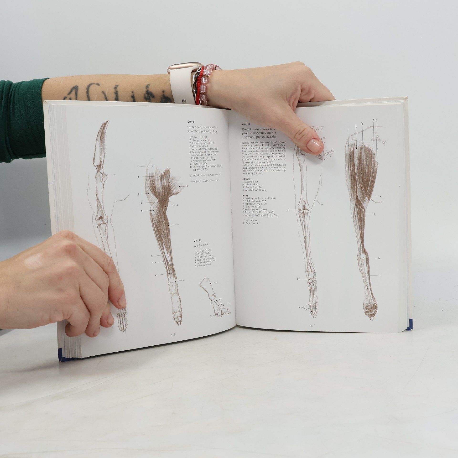 György Fehér Anatomie pro výtvarníky - Zvířata
