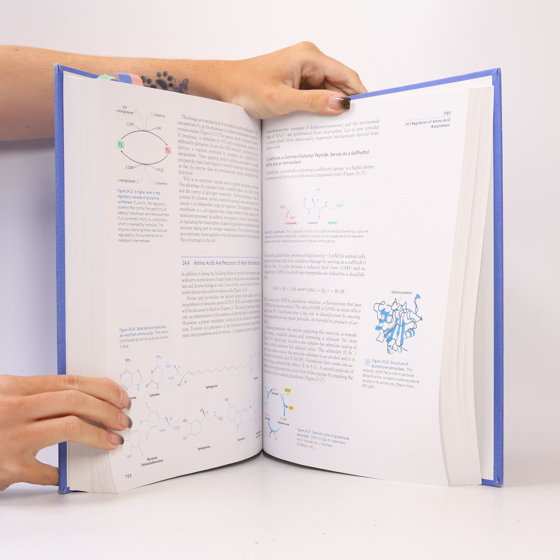 Jeremy Mark Berg Biochemistry