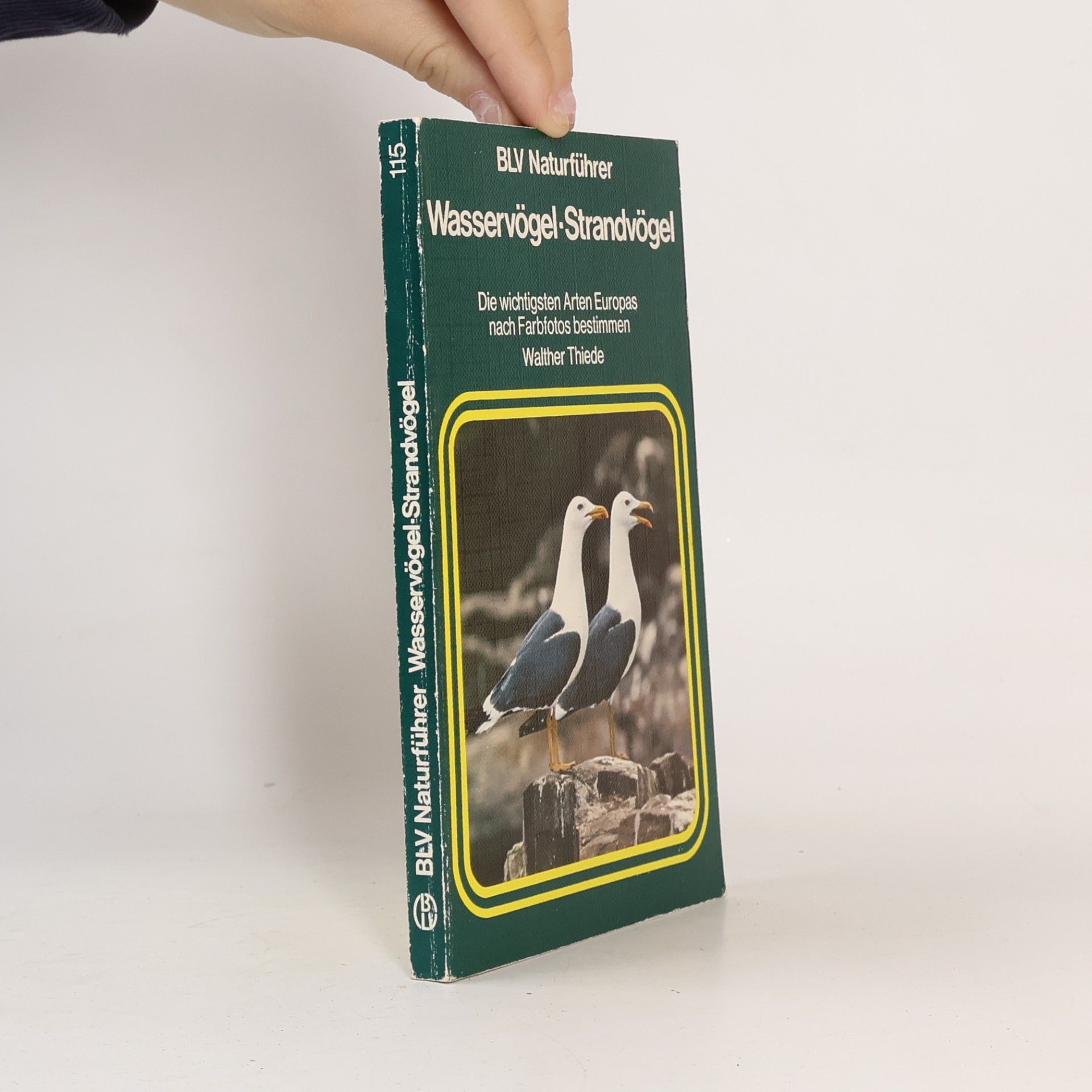 Wasservögel, Strandvögel
