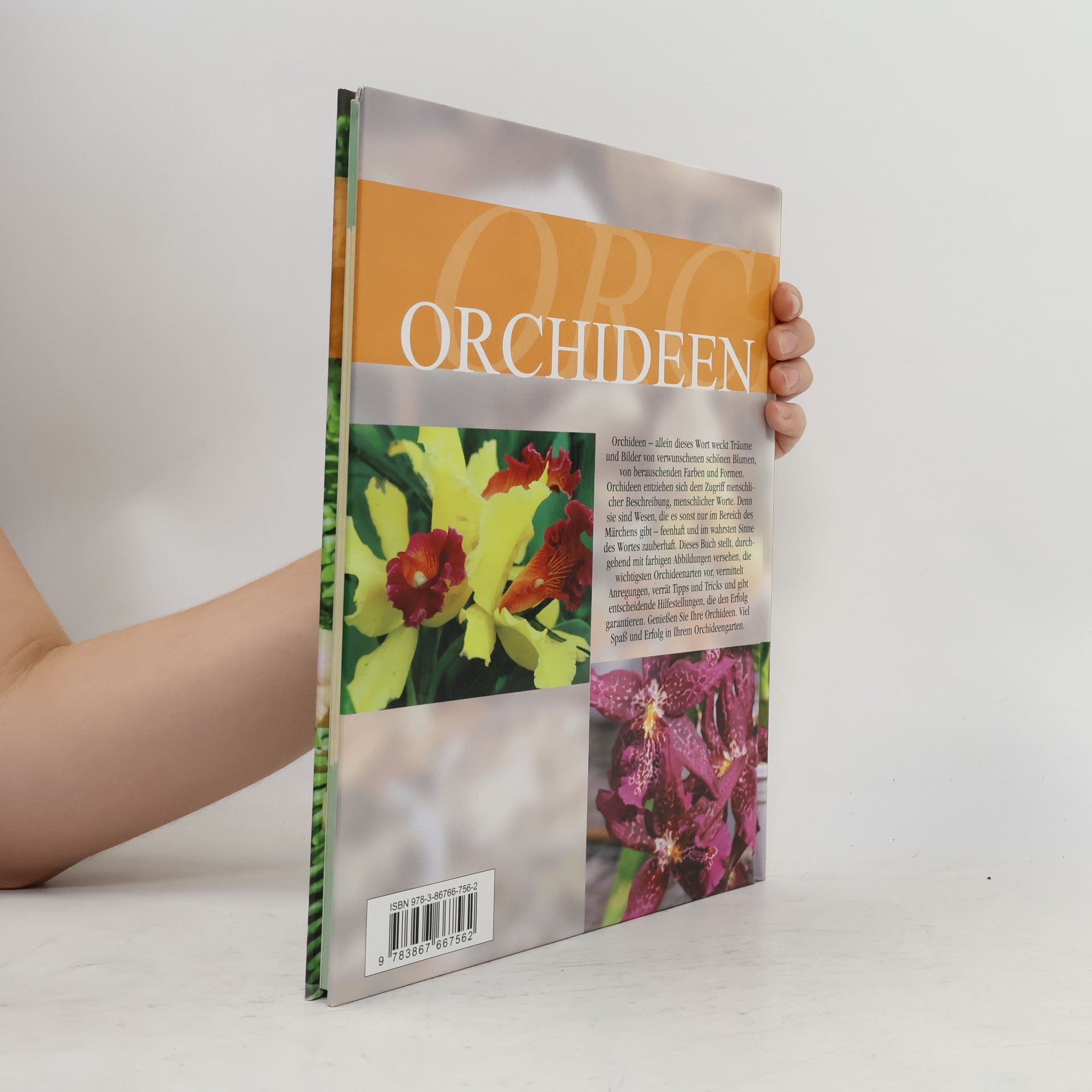 kolektiv Orchideen
