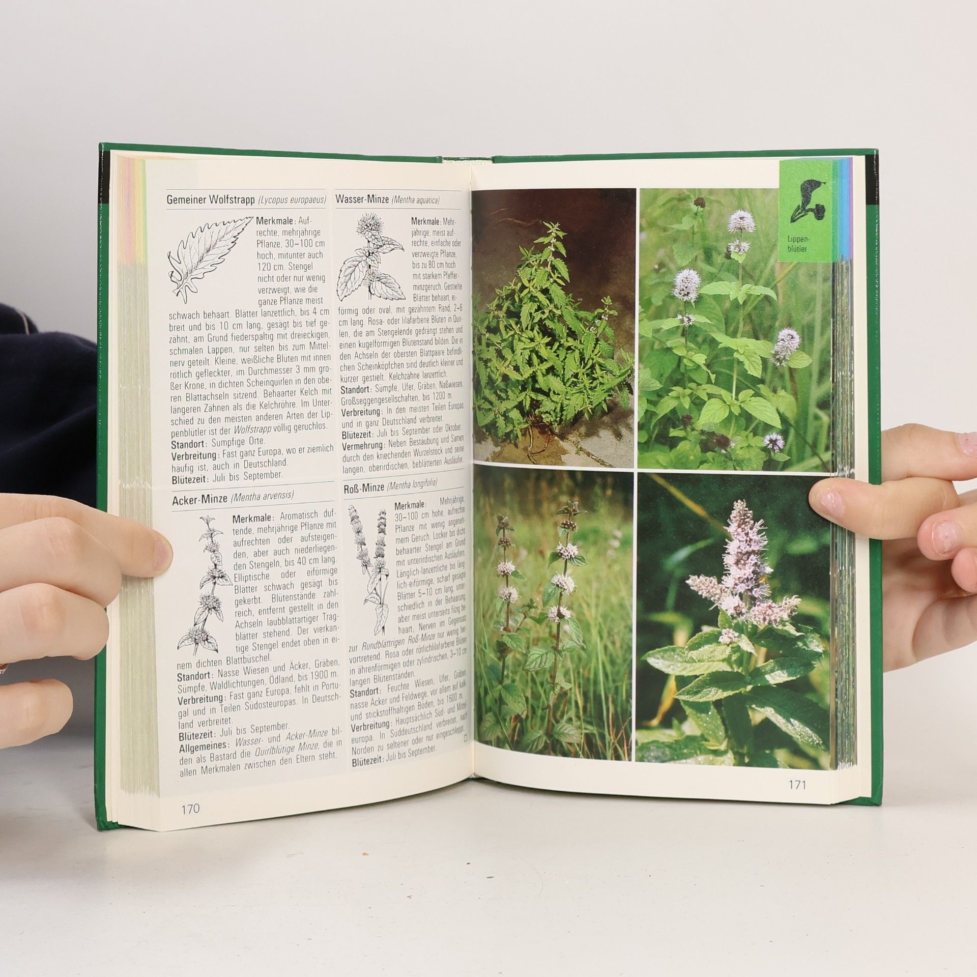 Autorenkollektiv Wildblumen
