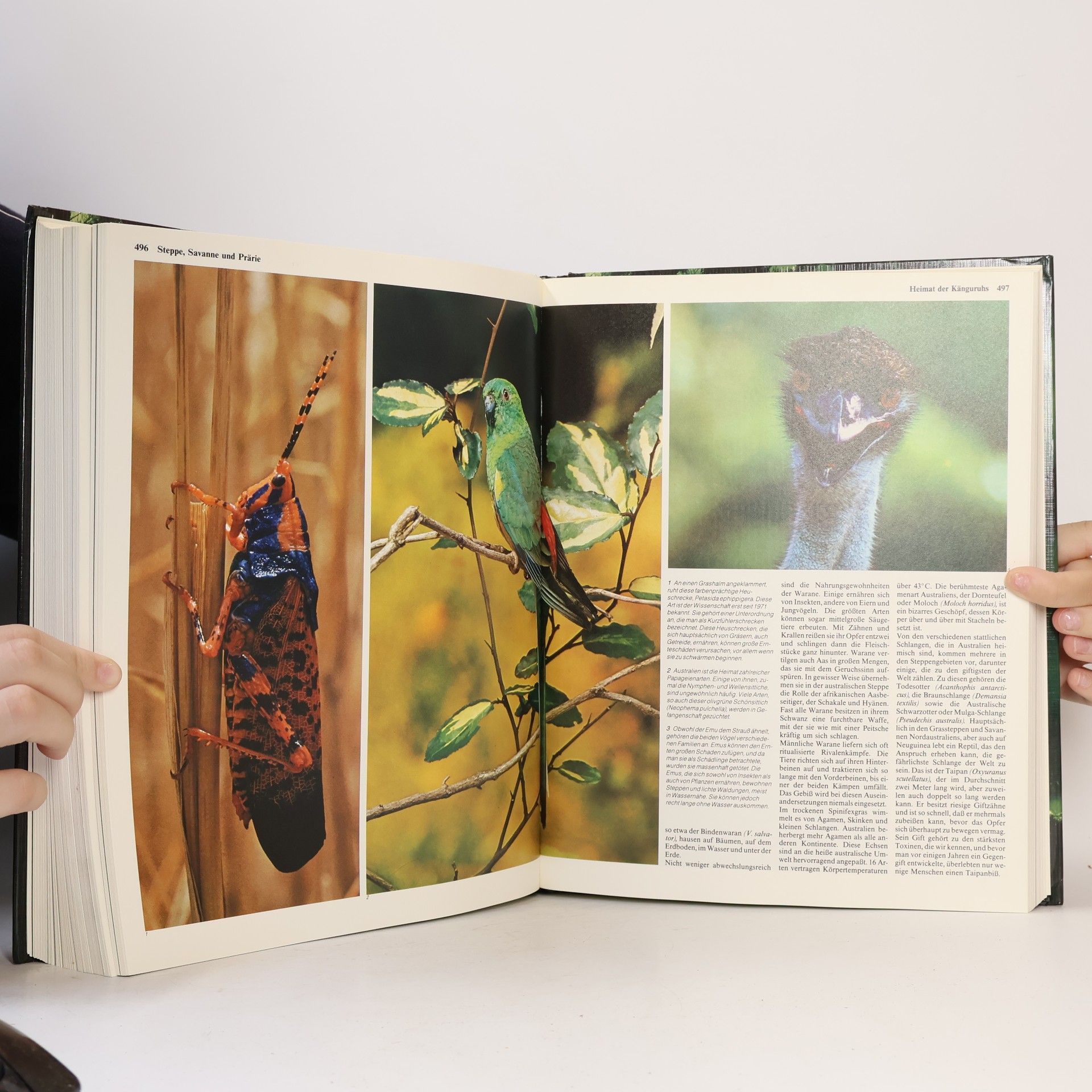Heinz Sielmann Das grosse Buch der Tierwelt