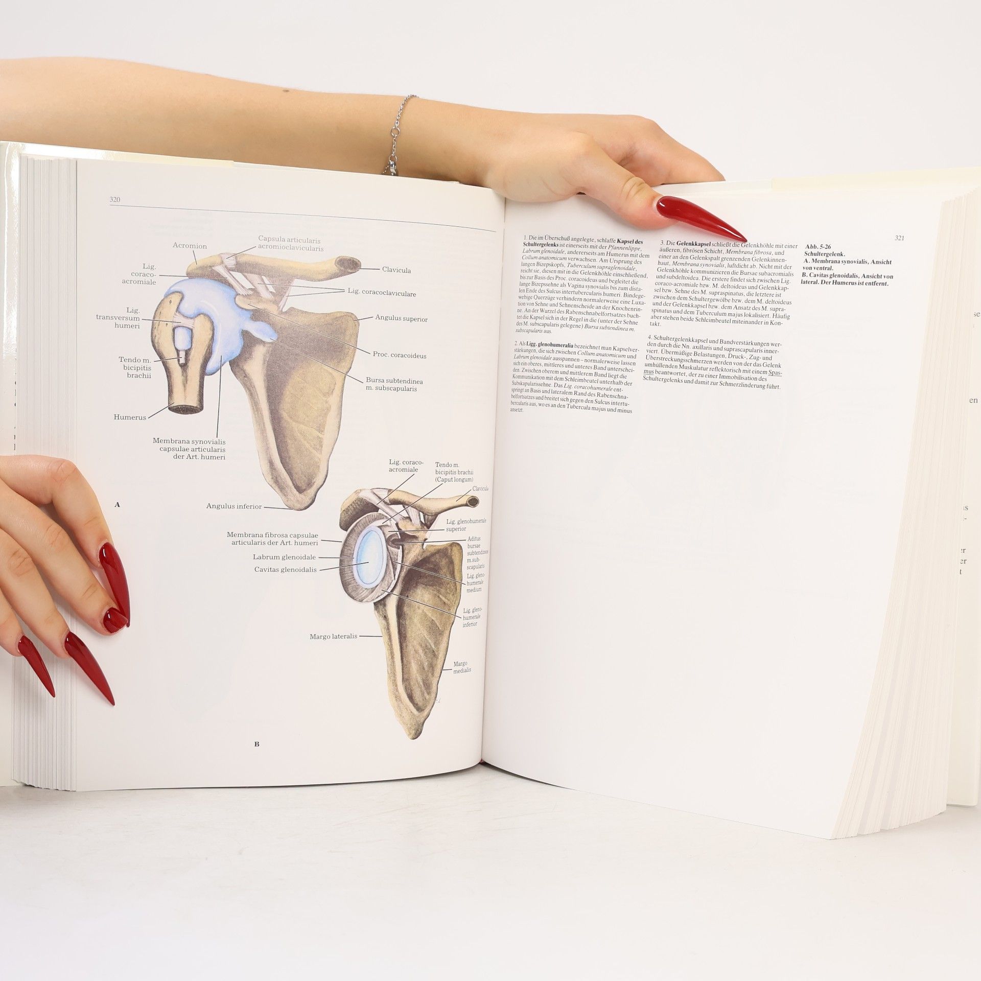 Klaus Ulrich Benner Klinische Anatomie