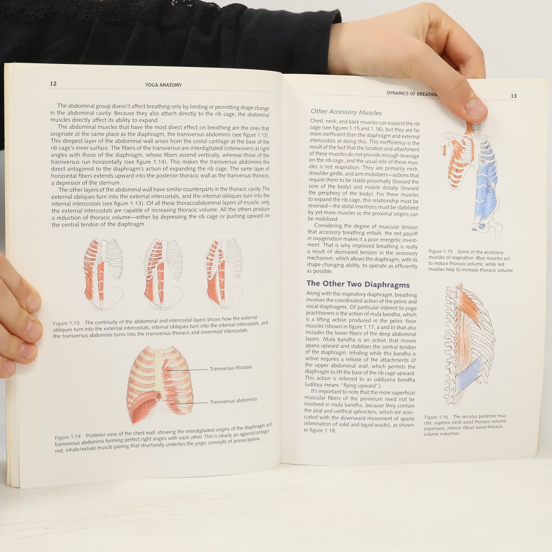Leslie Kaminoff Yoga Anatomy