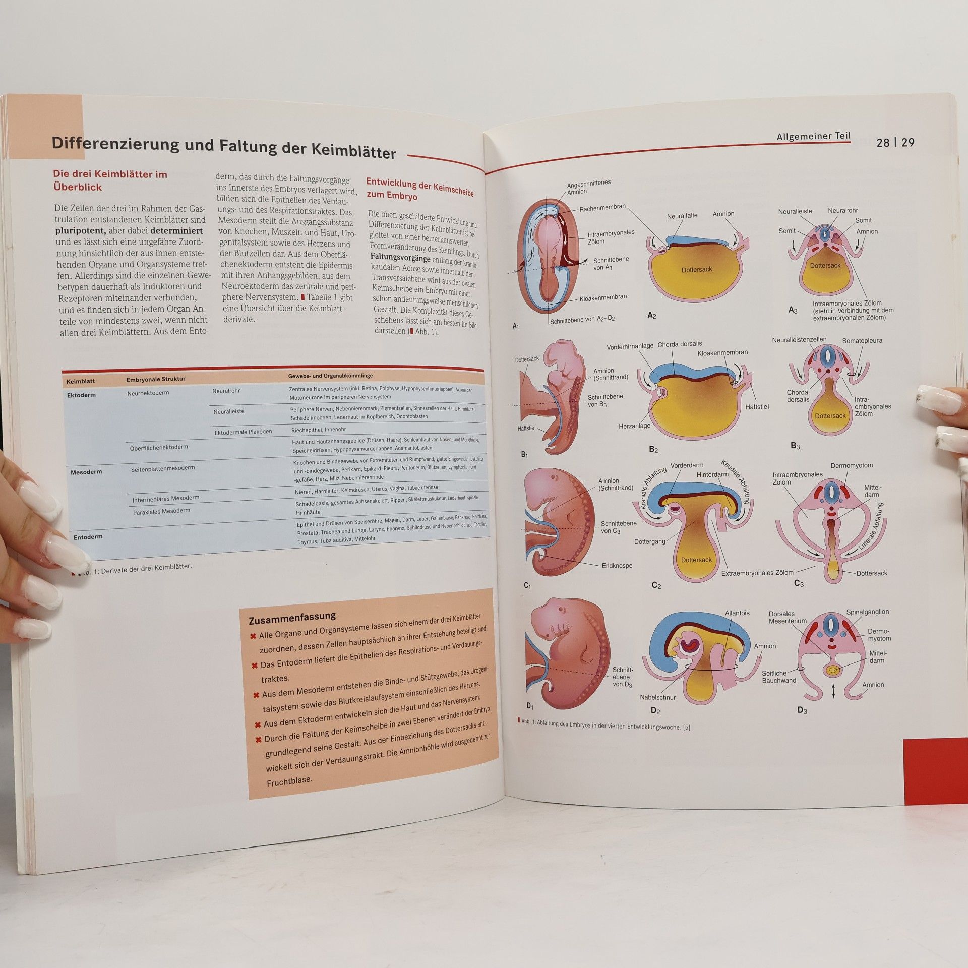 Susanne Schulze Basics Embryologie