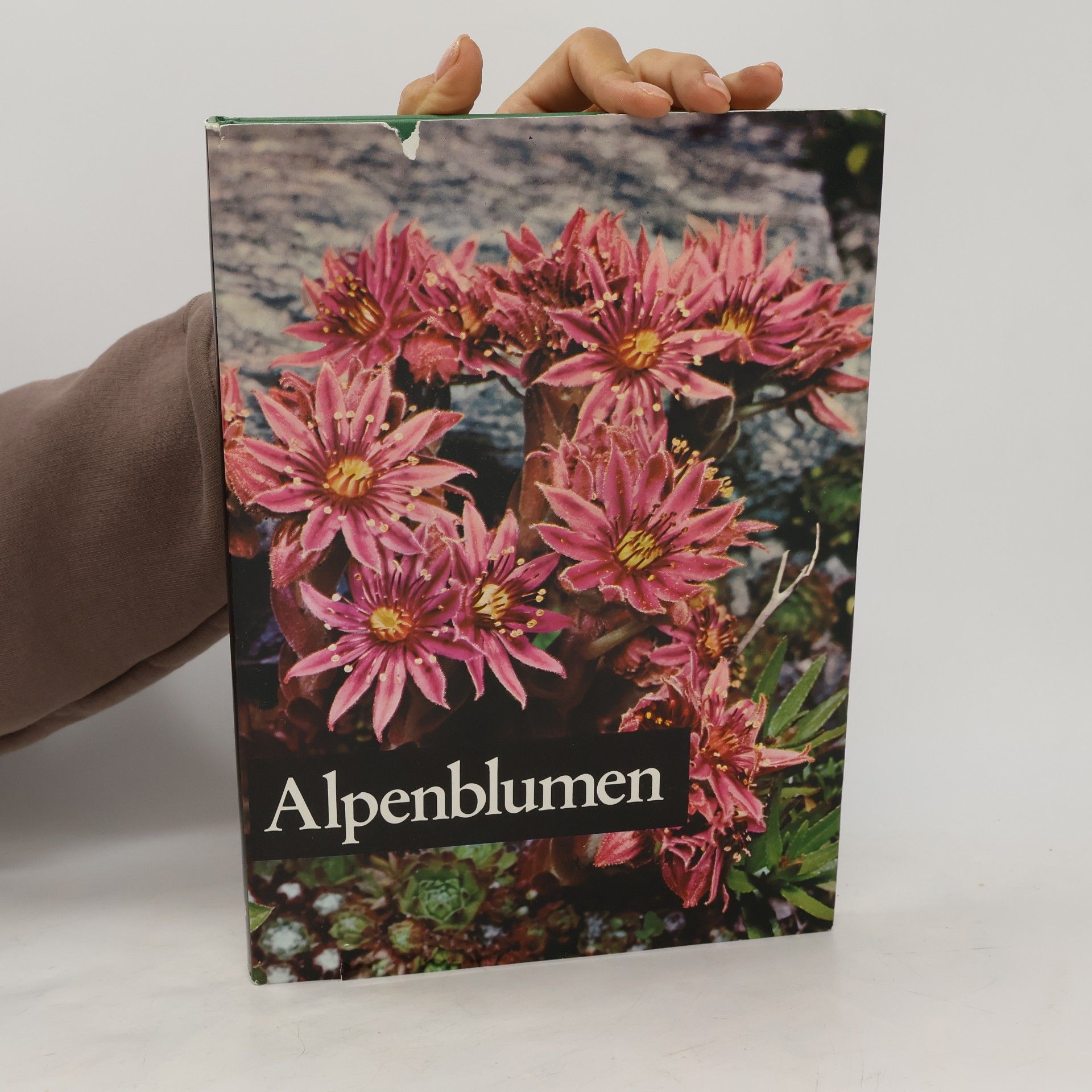 Edeltraud Danesch Alpenblumen