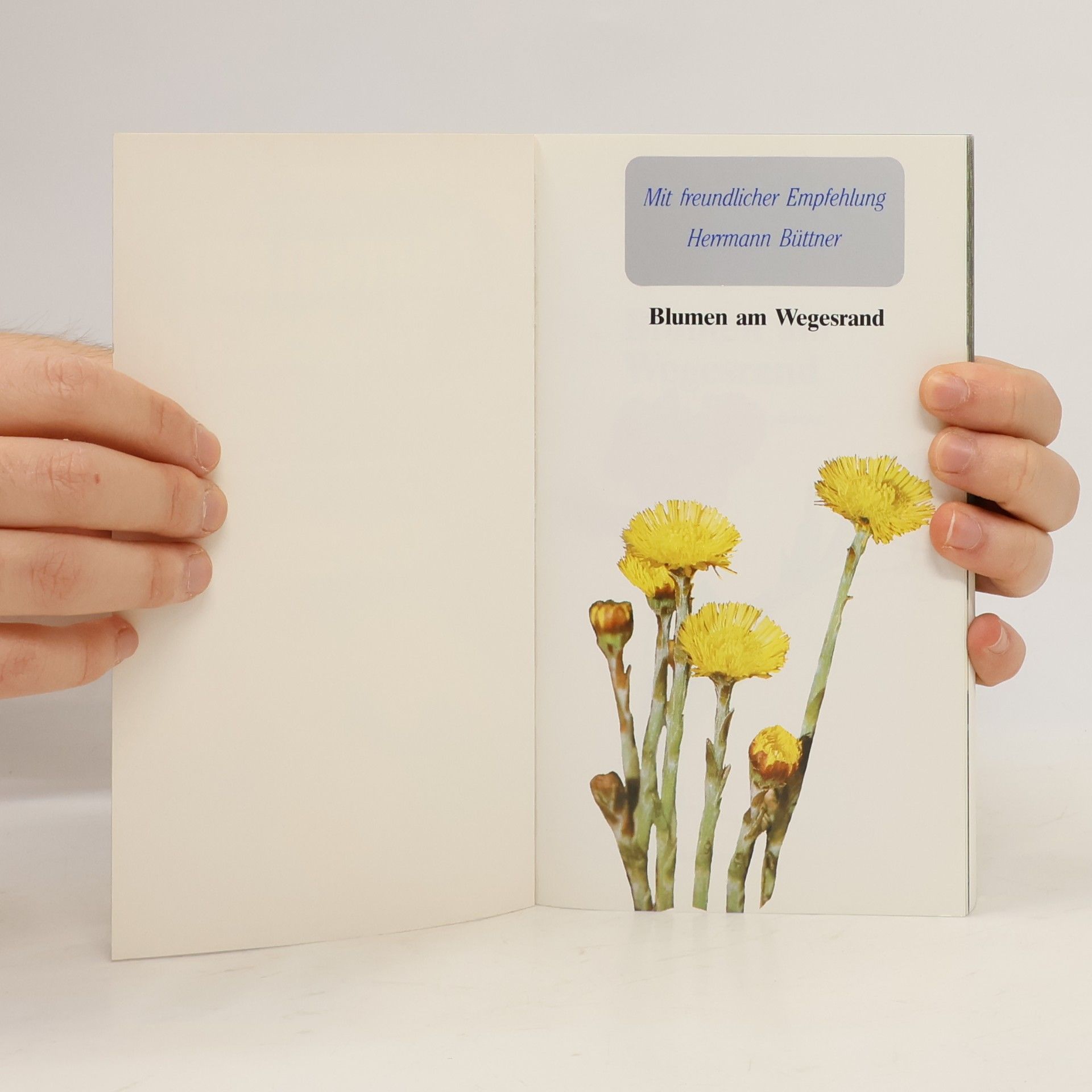 Dietmar Aichele Blumen am Wegesrand