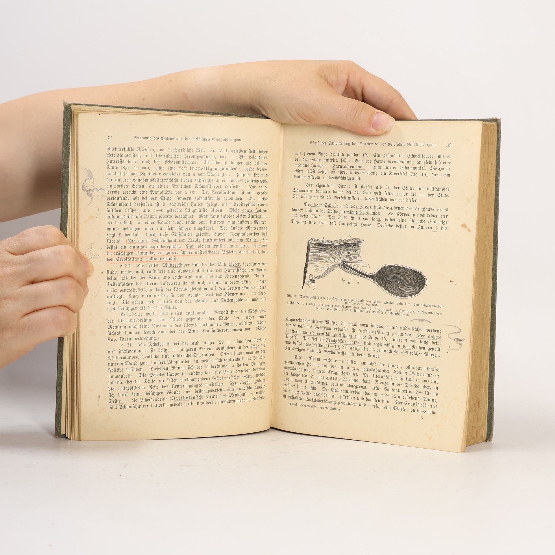 L. Franck Handbuch der tierärztlichen Geburtshilfe