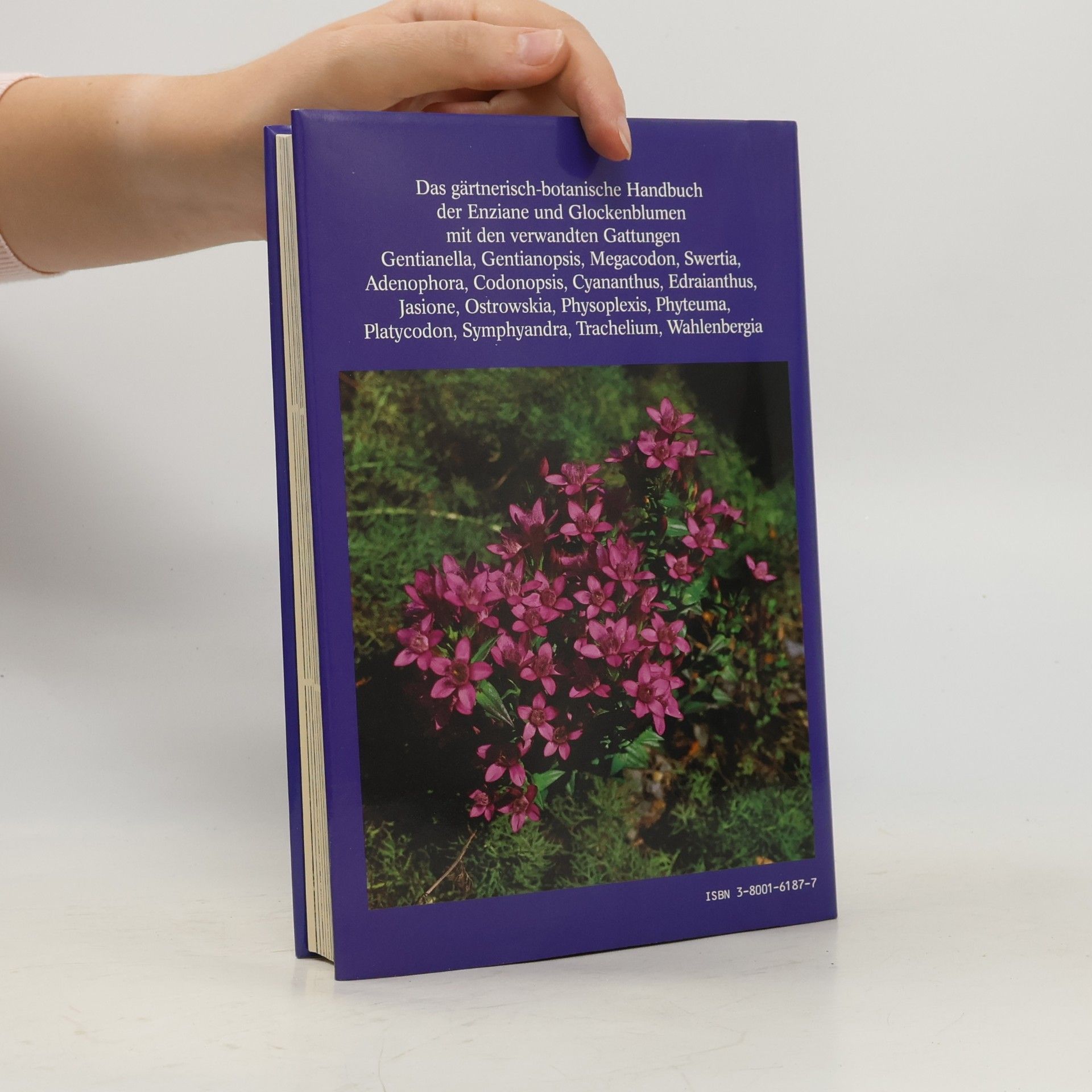 Fritz Köhlein Enziane und Glockenblumen