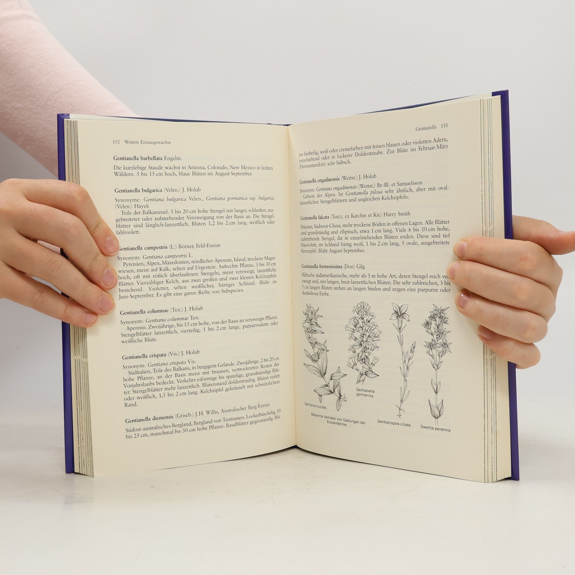 Fritz Köhlein Enziane und Glockenblumen