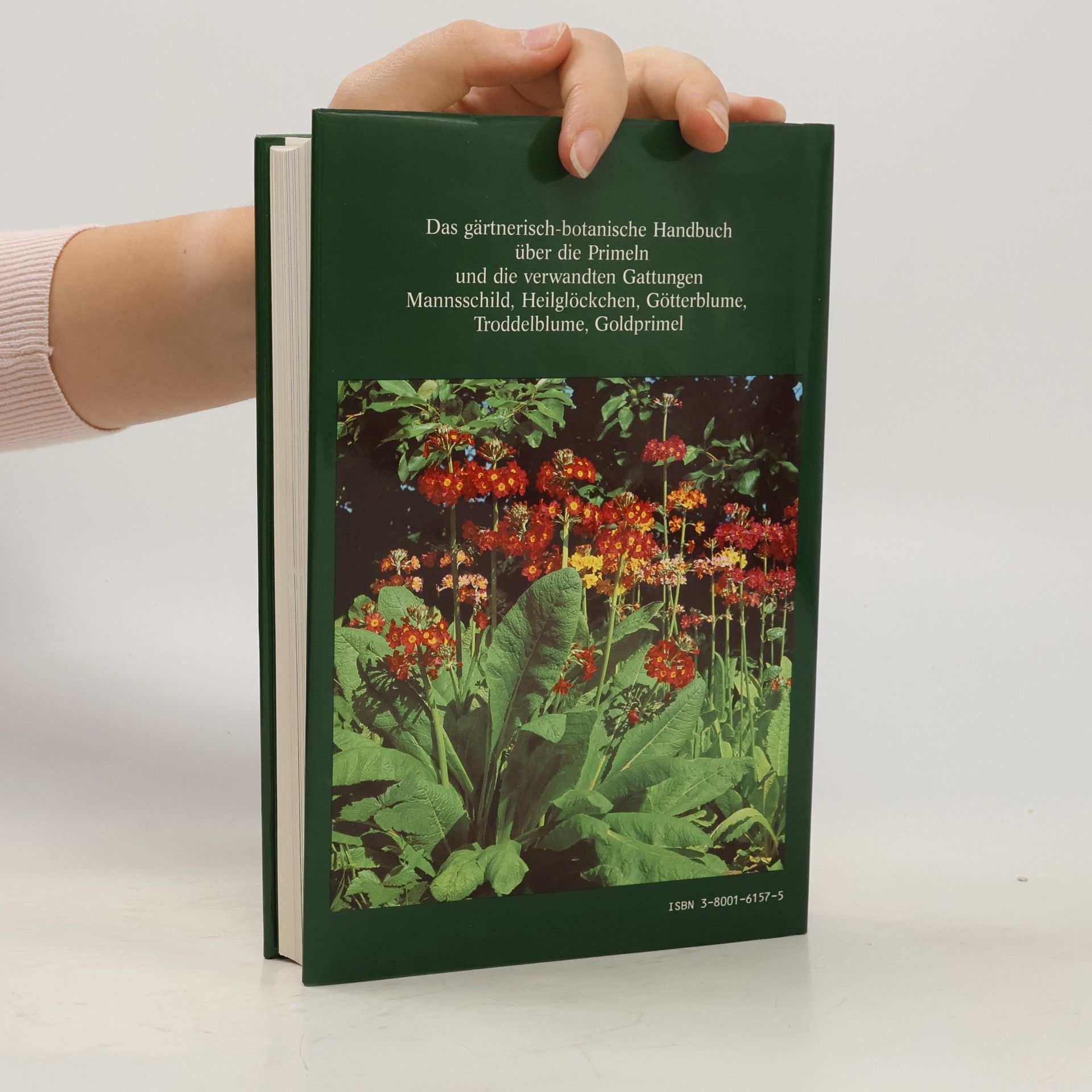 Fritz Köhlein Primeln und die verwandten Gattungen Mannsschild, Heilglöckchen, Götterblume, Troddelblume, Goldprimel