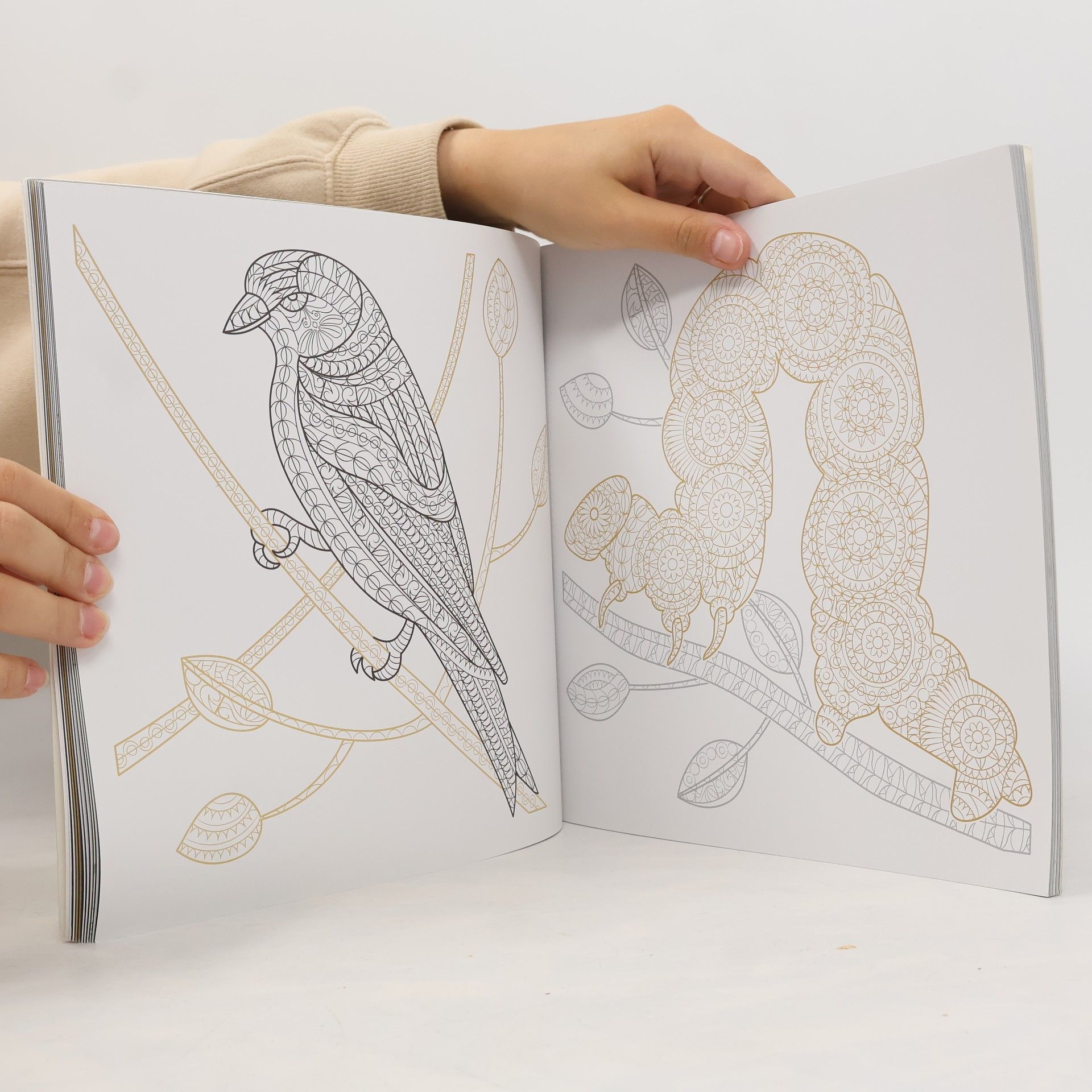 Patricia Moffett Das Night & Day-Malbuch: Waldtiere