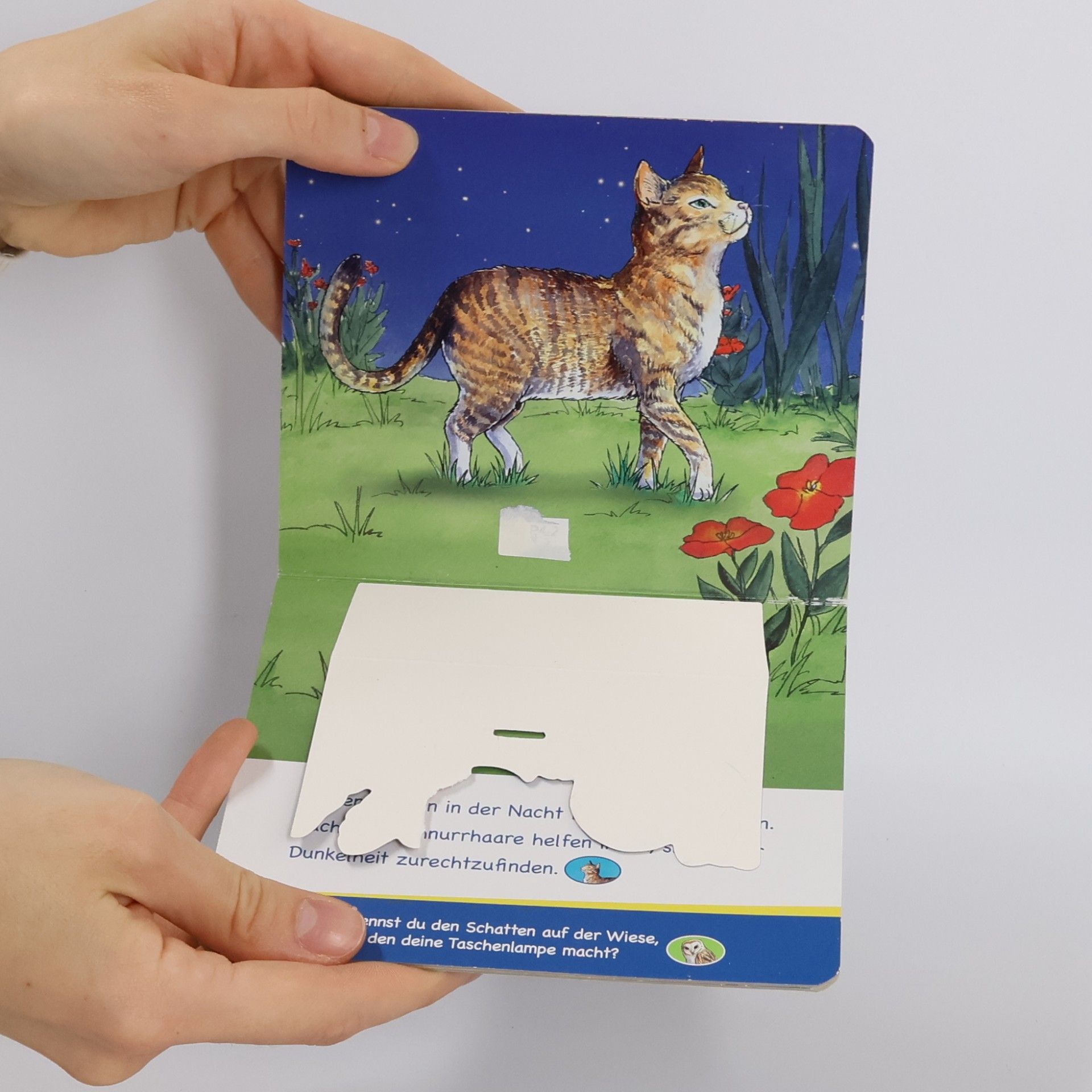 Lisa Oberbörsch Tiere bei Nacht