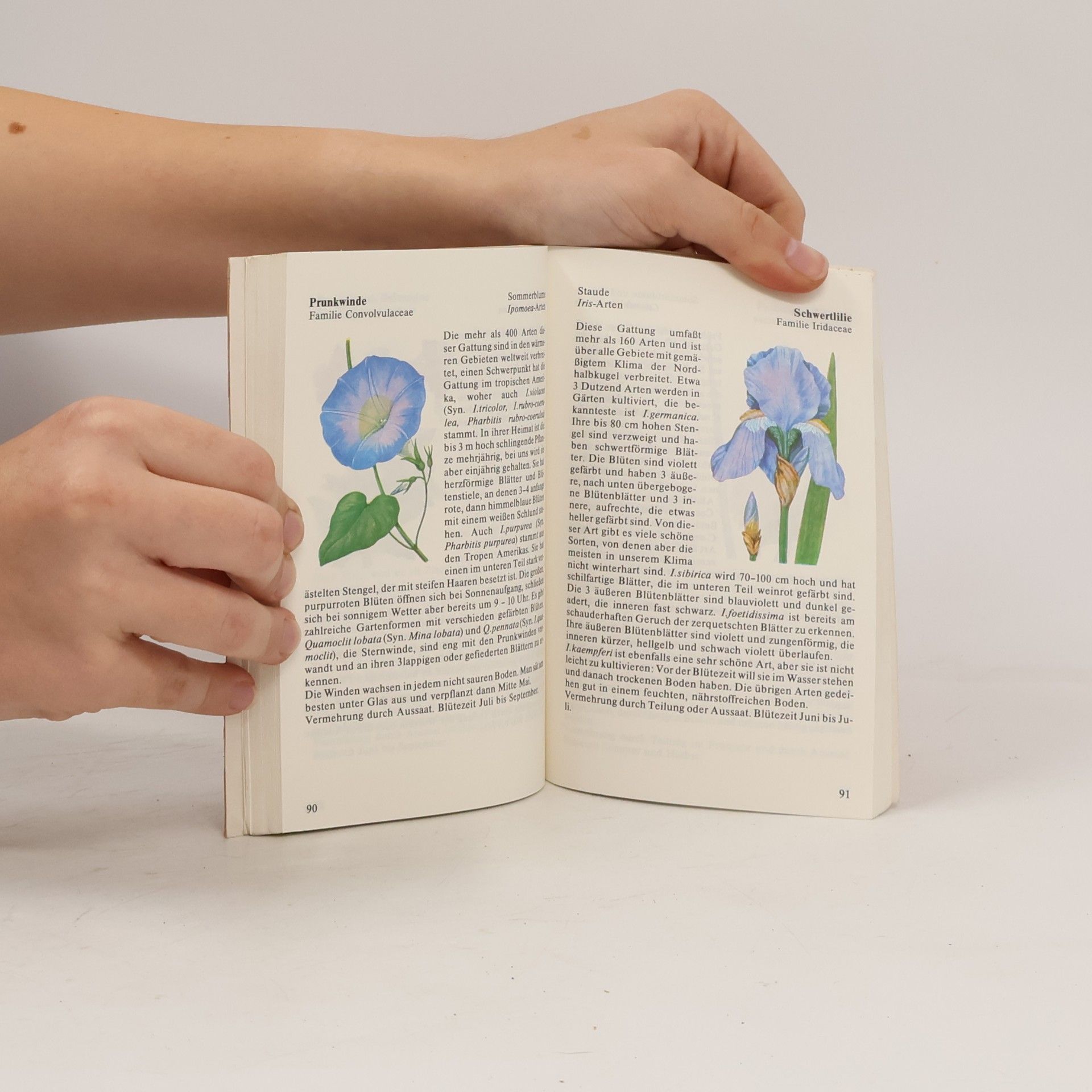 David Pycraft Gartenblumen