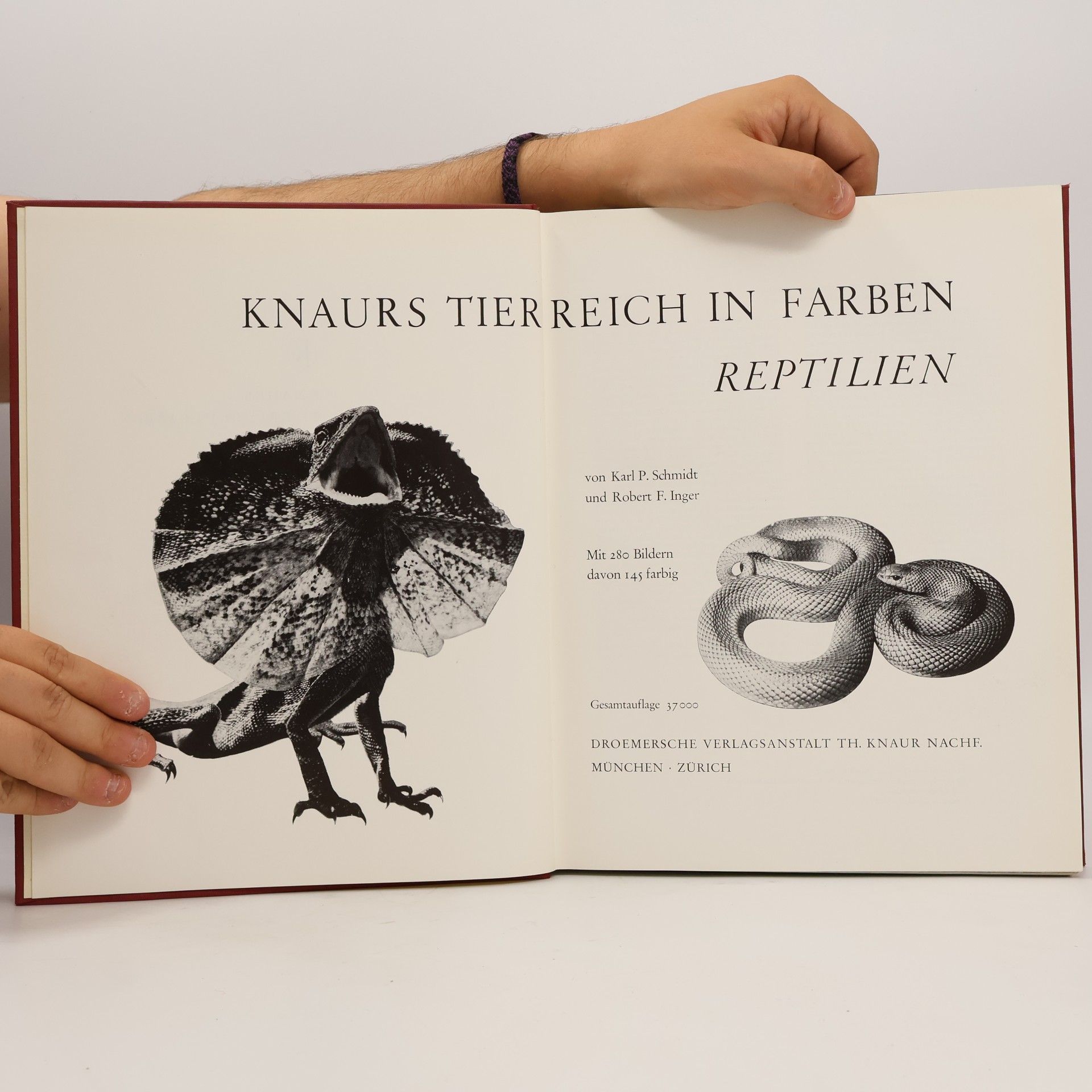 kolektiv Reptilien
