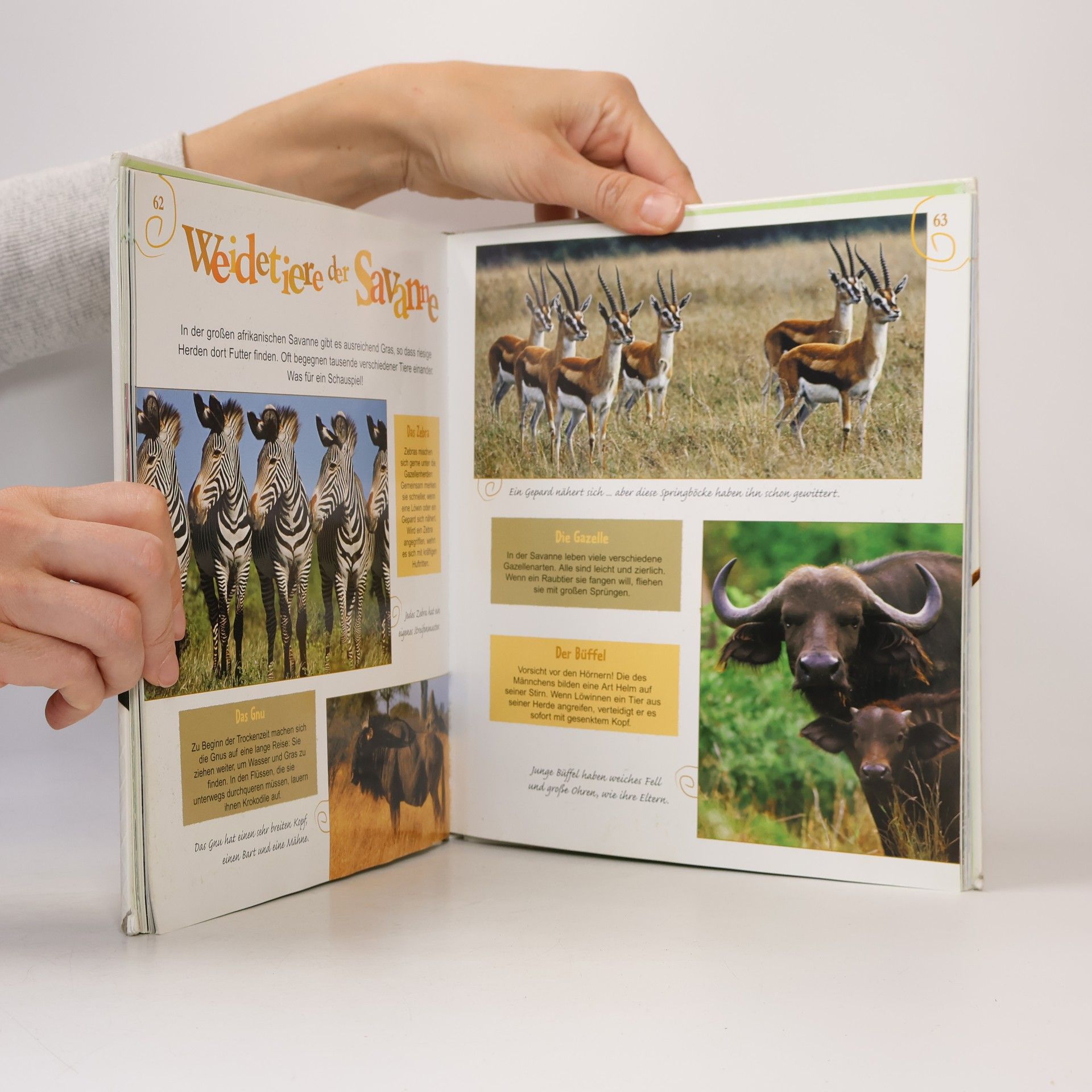Stéphanie Ledu Mein erstes Lexikon der Tiere