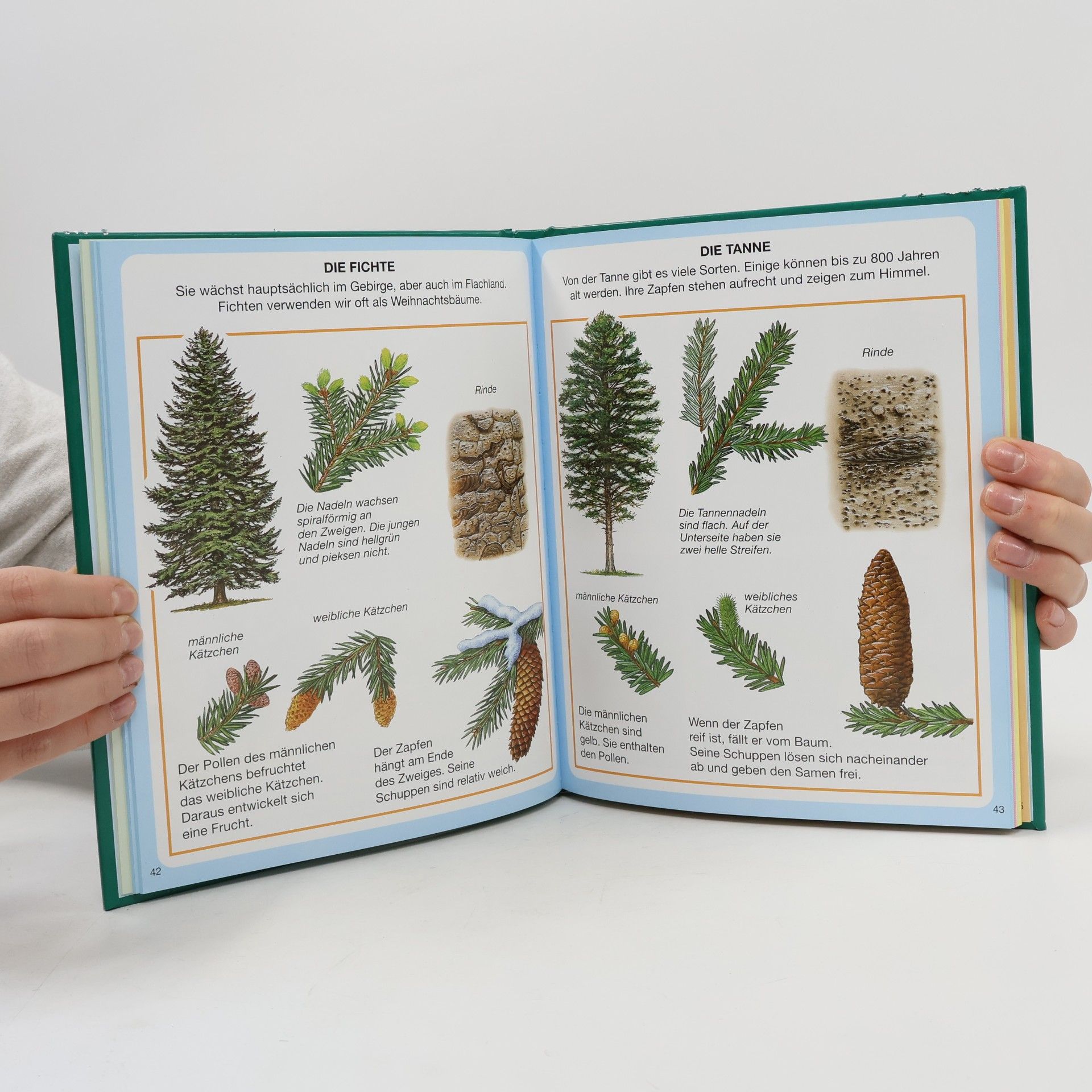 kolektiv Dein buntes Wörterbuch des Waldes