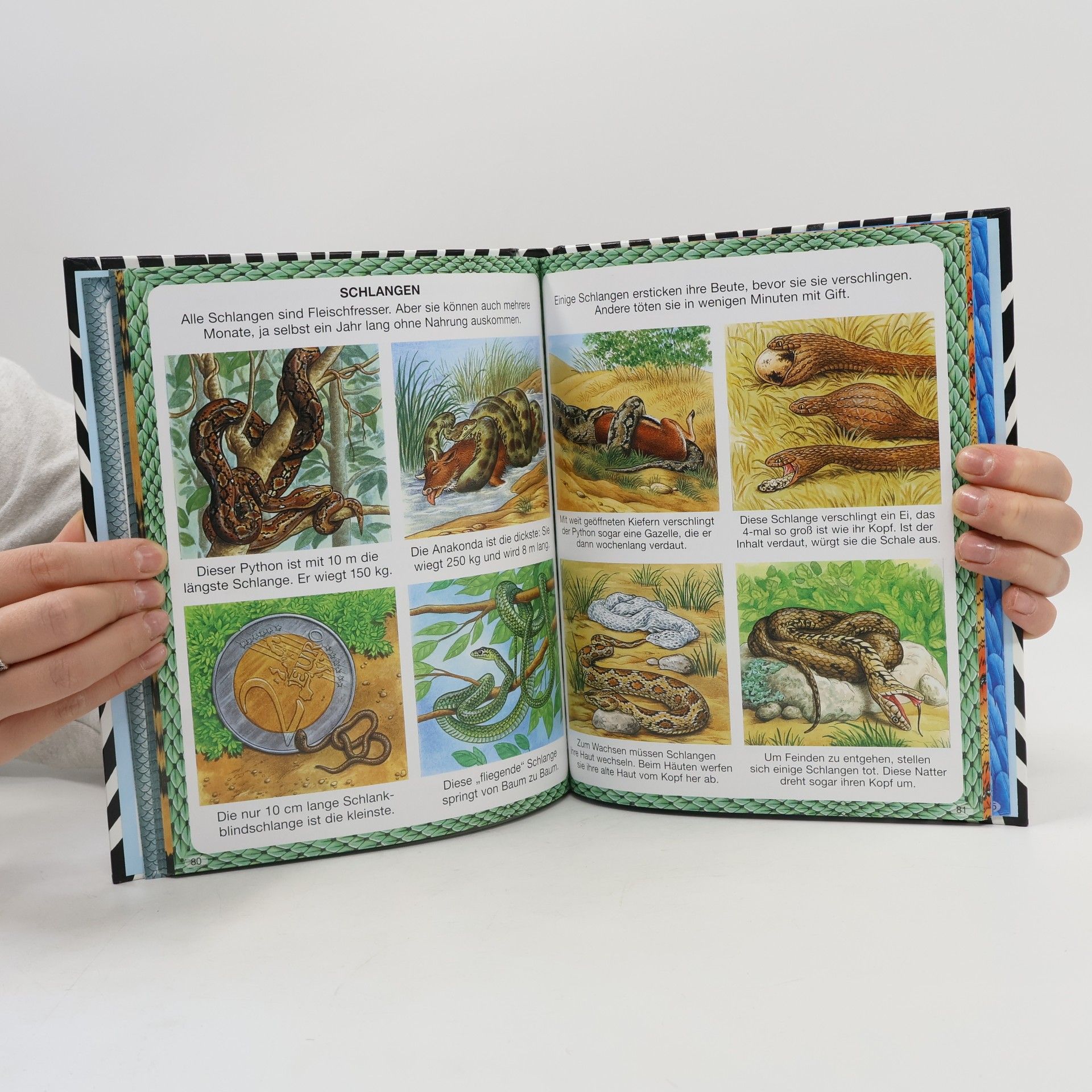 Emilie Beaumont Dein buntes Wörterbuch Rekorde der Tierwelt