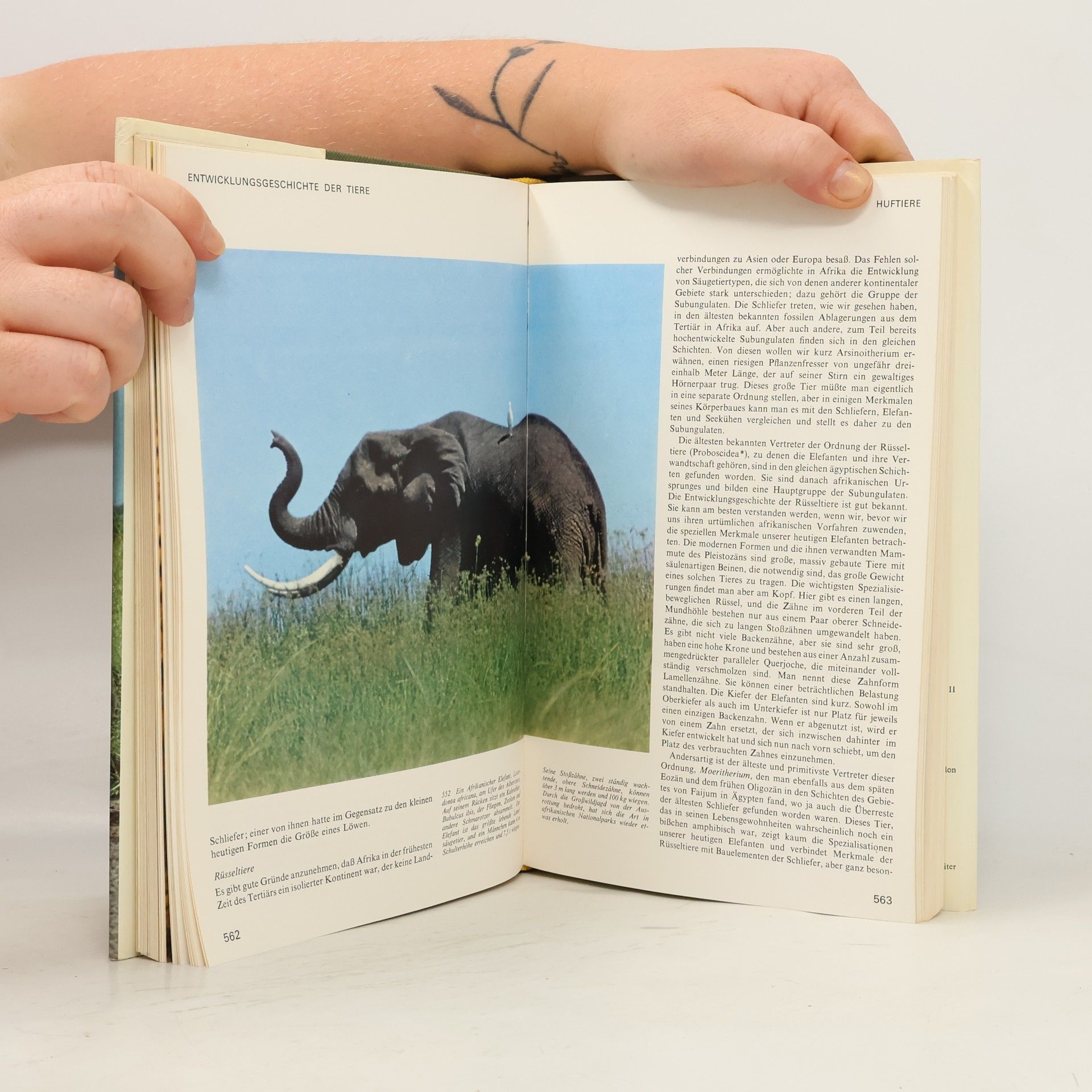 Alfred S. Romer Entwicklungsgeschichte der Tiere 2