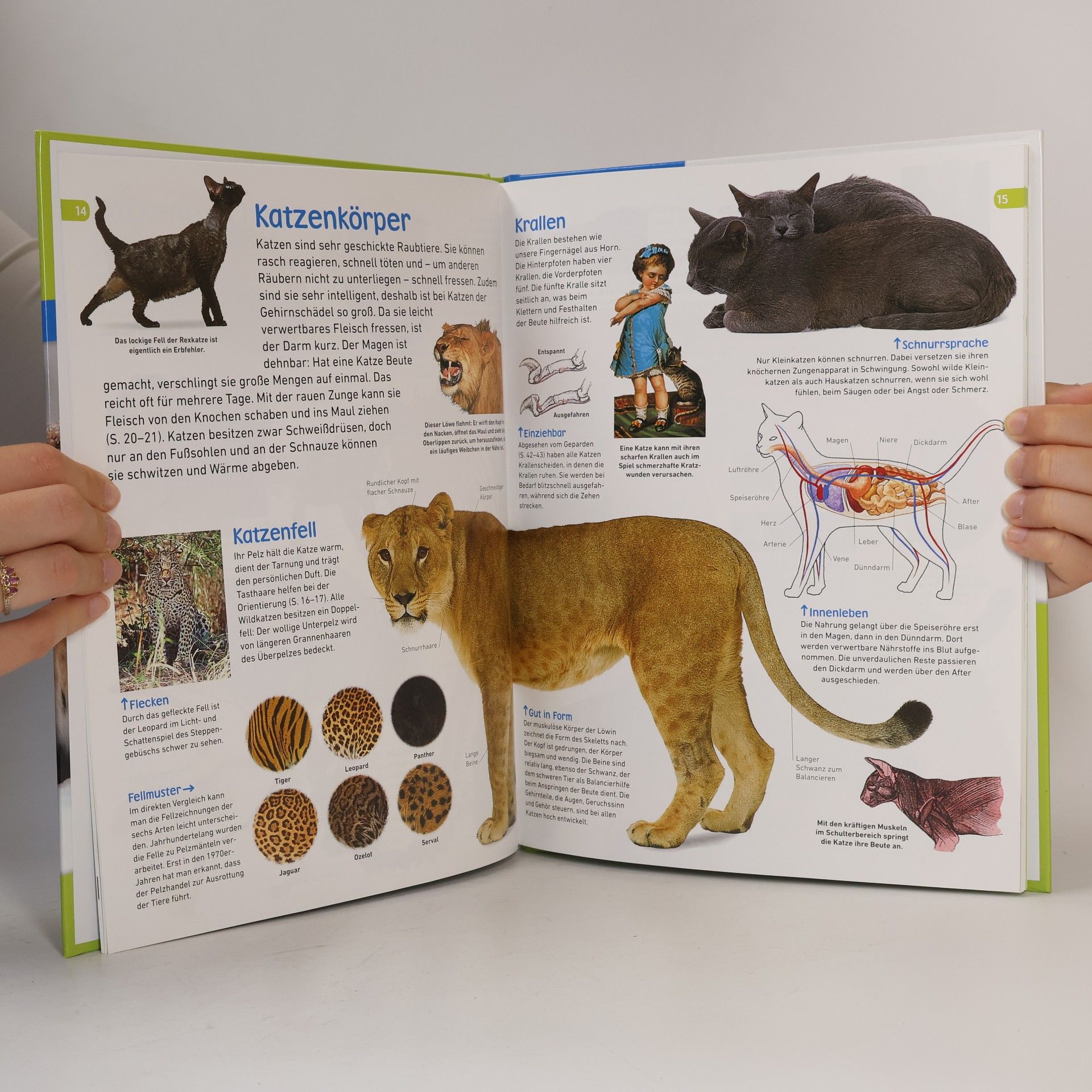 Kolektiv autorů memo Wissen entdecken. Katzen