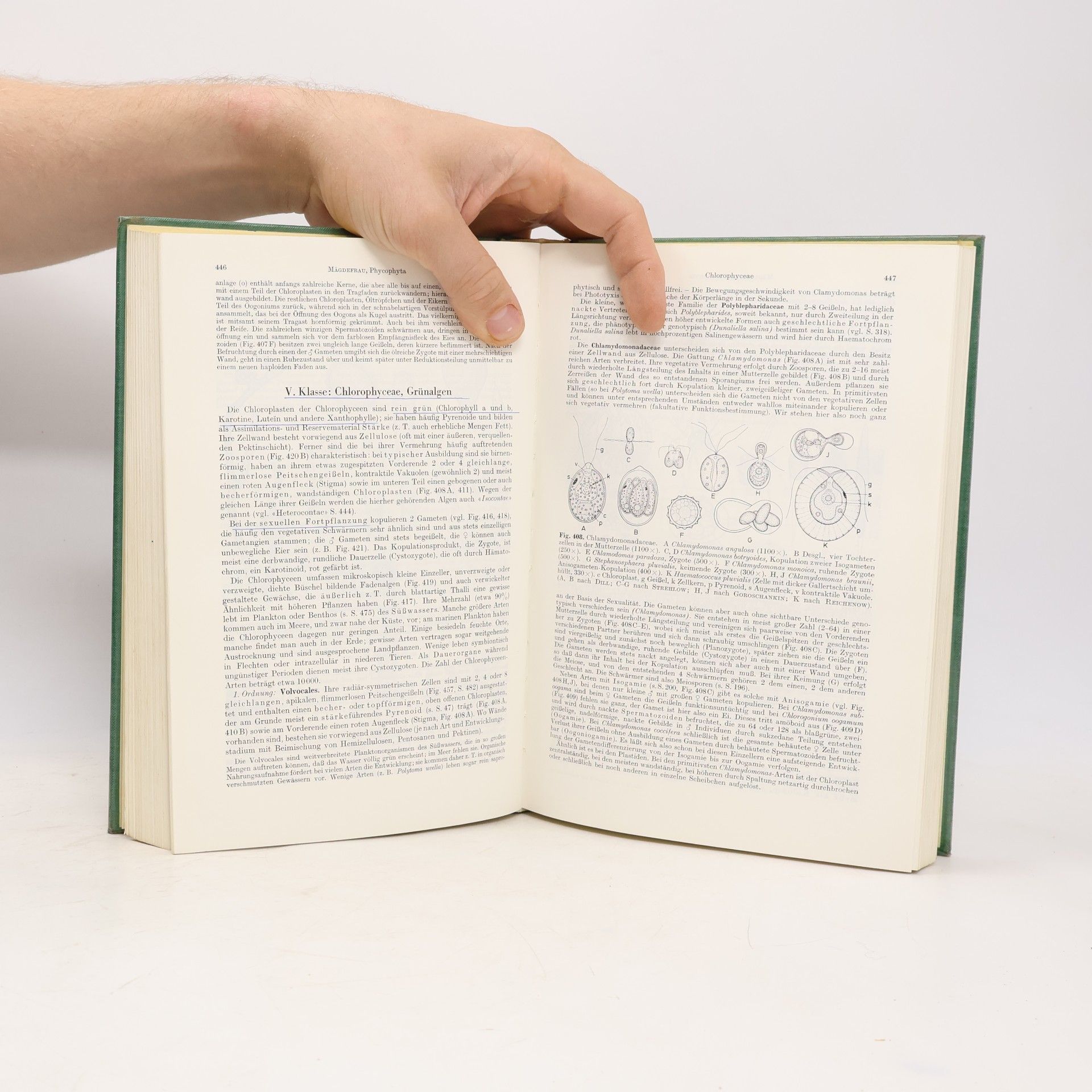 Eduard Strasburger Lehrbuch der Botanik für Hochschulen