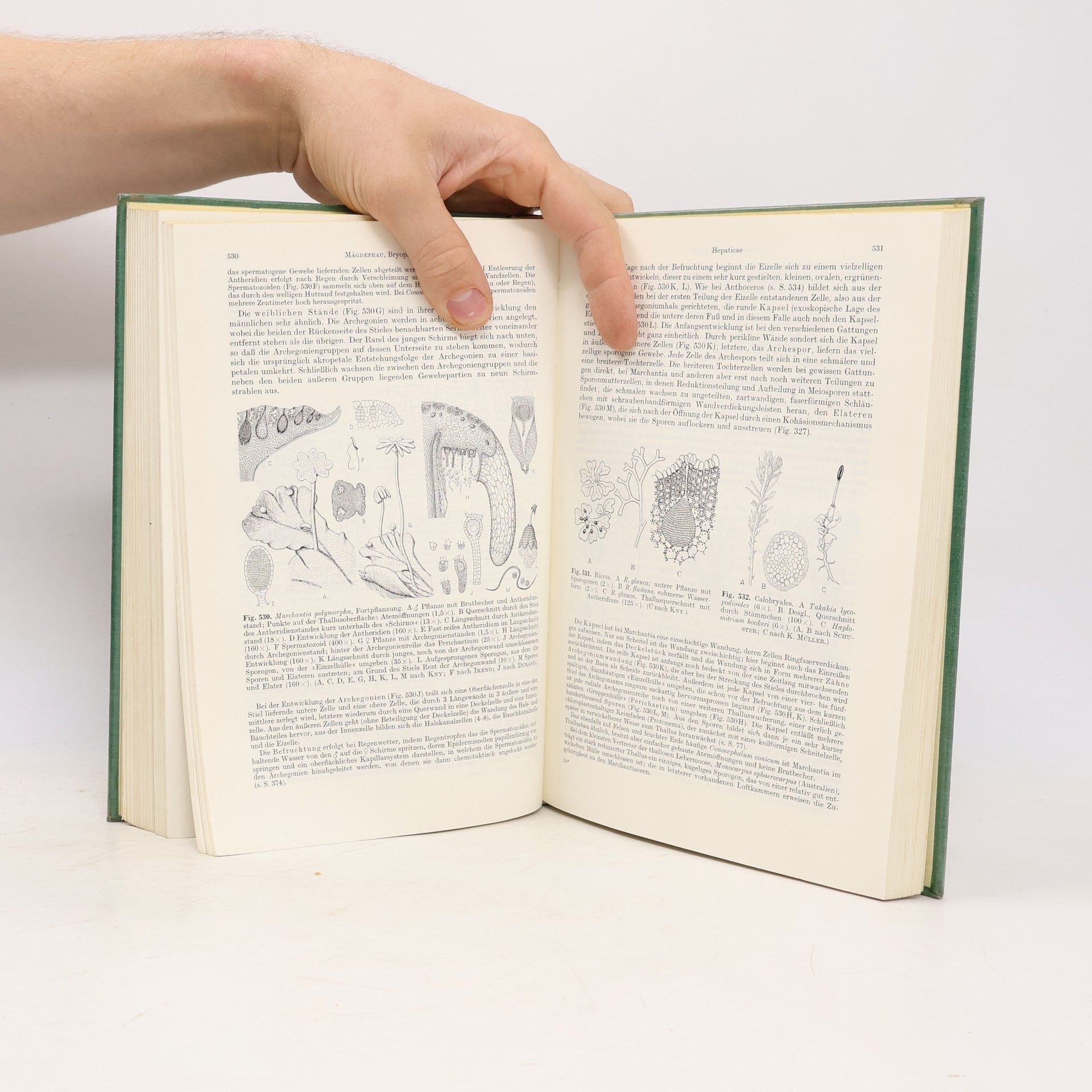 Eduard Strasburger Lehrbuch der Botanik für Hochschulen