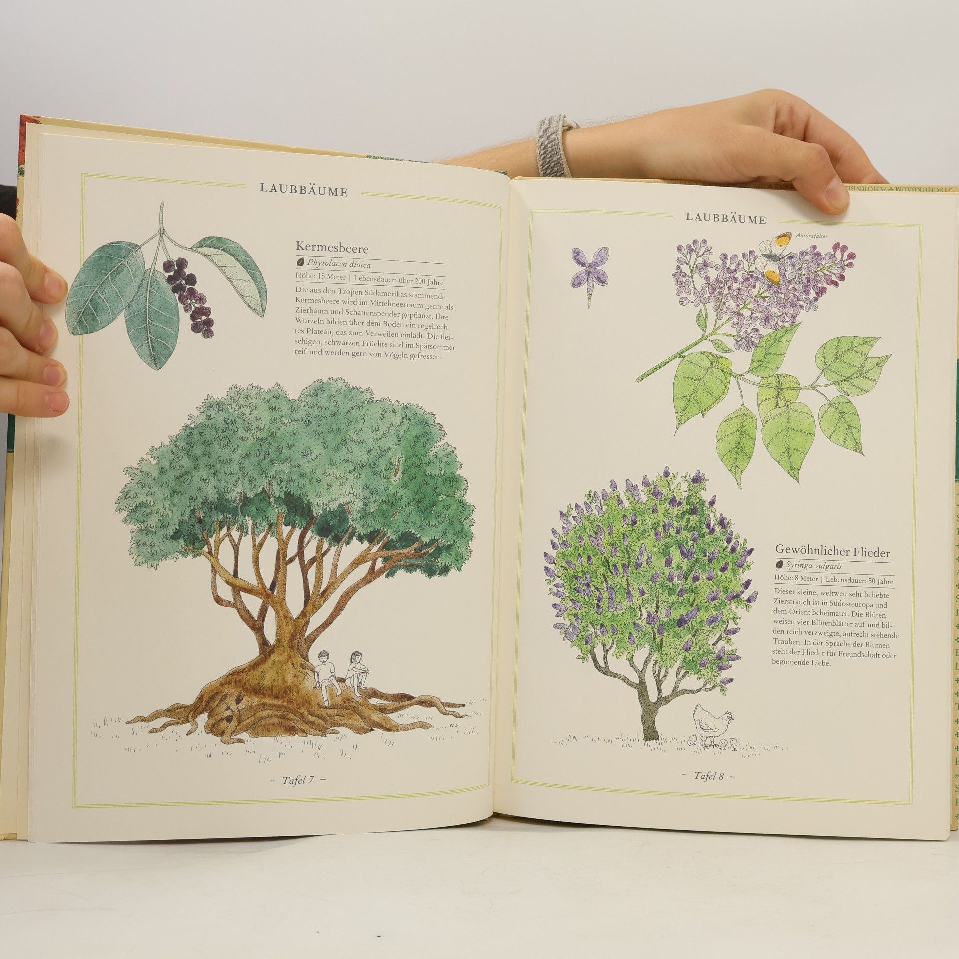 Virginie Aladjidi Birke, Buche, Baobab