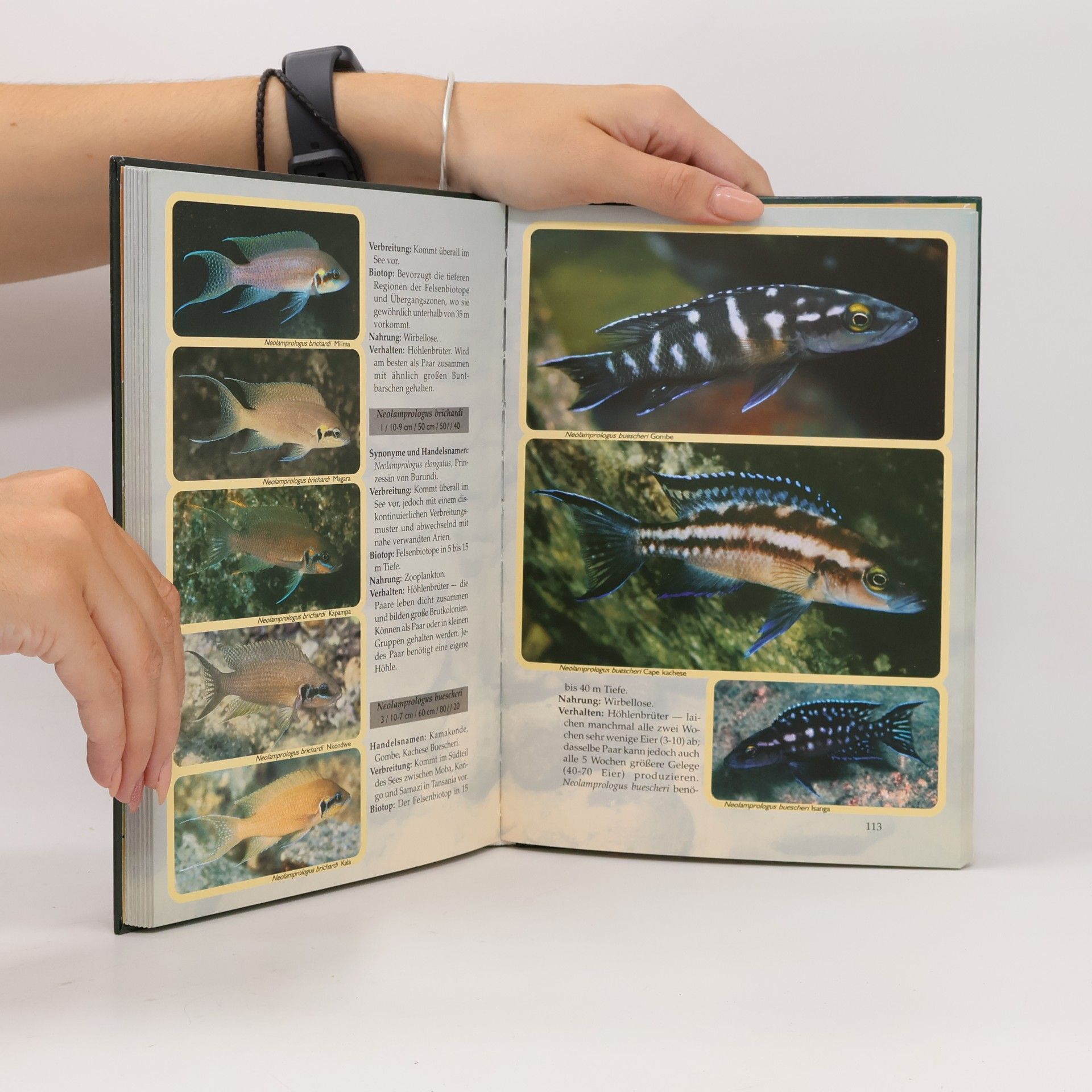 Ad Konings Das Back-to-nature-Handbuch für Tanganjika-Buntbarsche