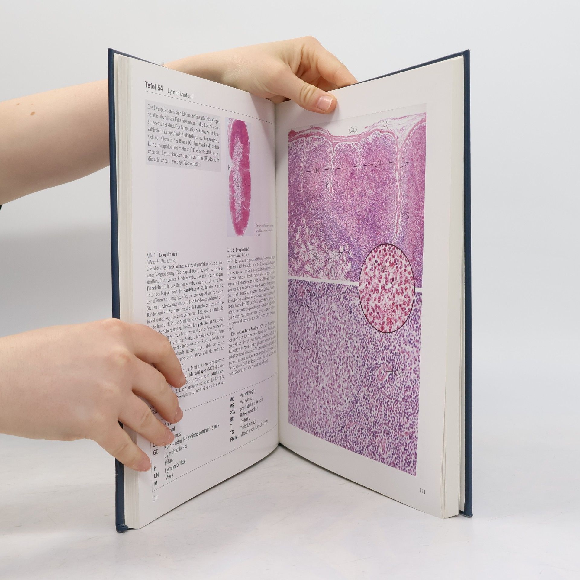 Michael H. Ross Atlas der Histologie