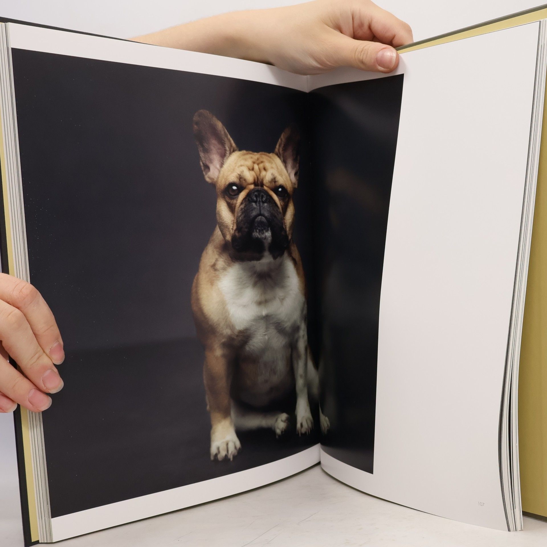 Vincent Lagrange The dogs: Human animals