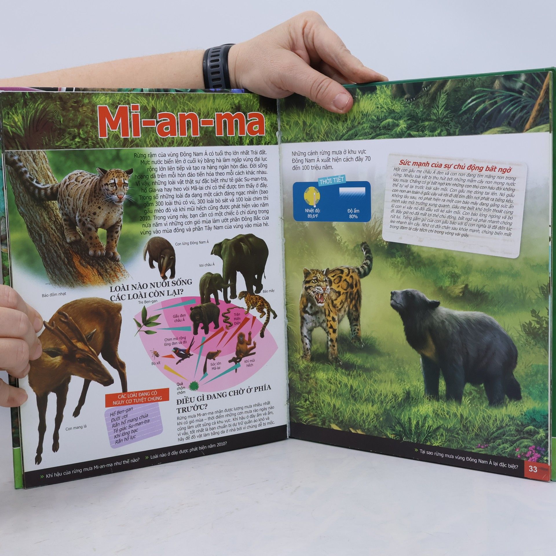Graph - Art Kft Chu kỳ sống của sinh vật - Trong rừng rậm