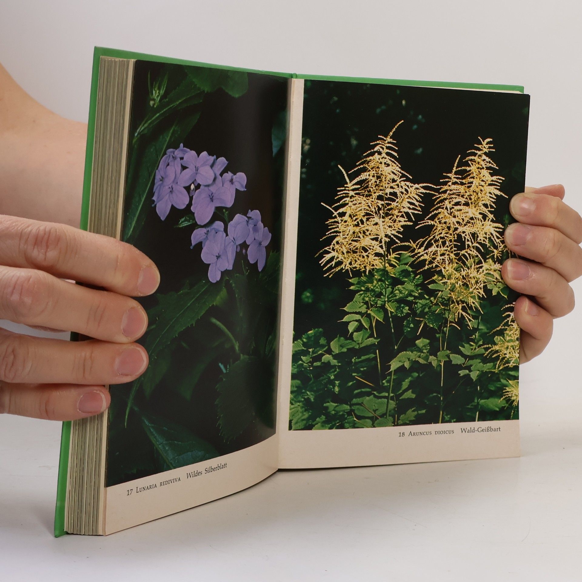 Helmut Freitag Wiesern- und Waldblumen