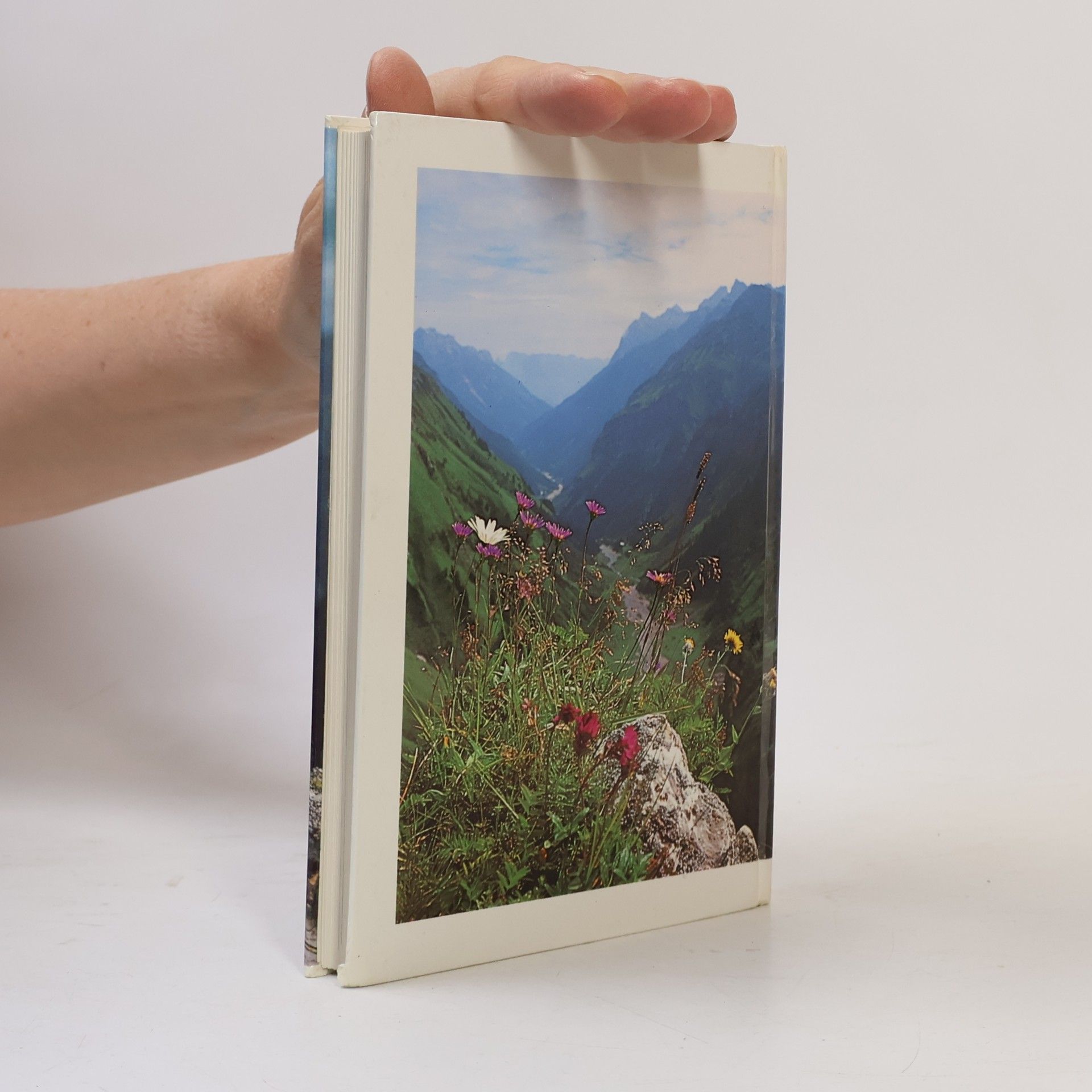 Alfred Pohler Blumen in den Alpen