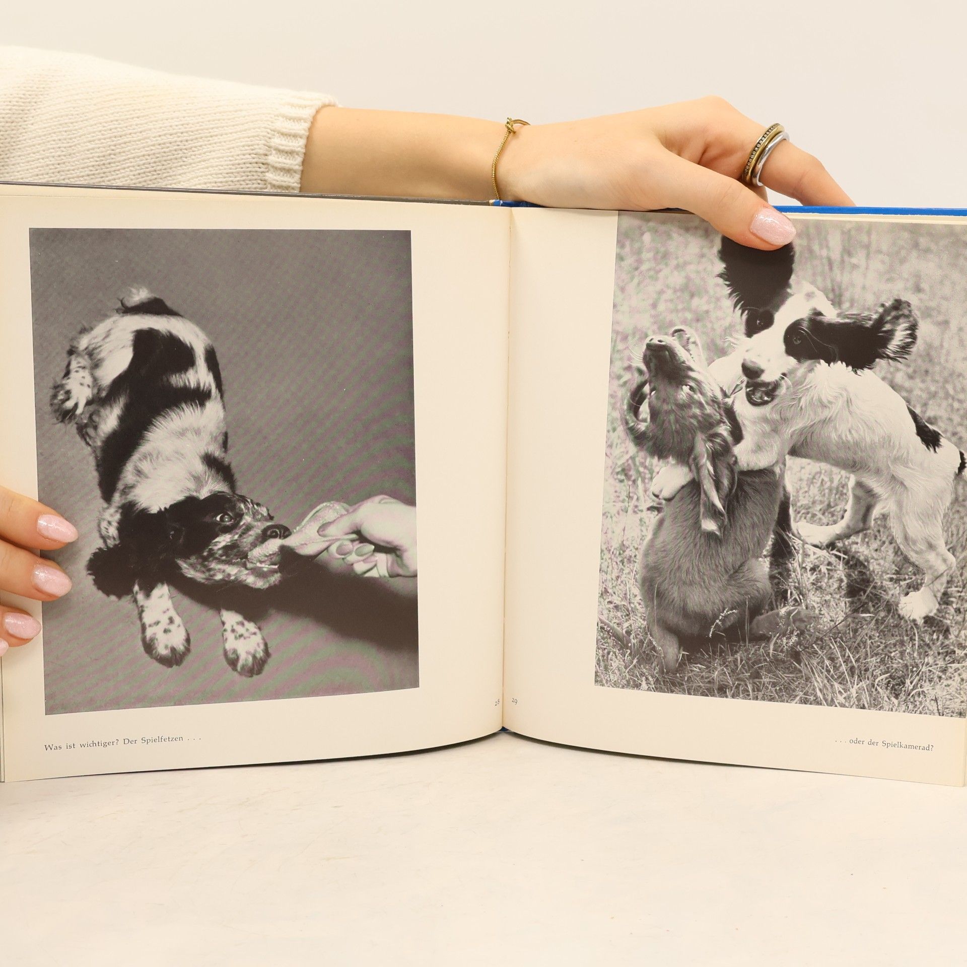 Barbara Noack Oh diese Spaniels